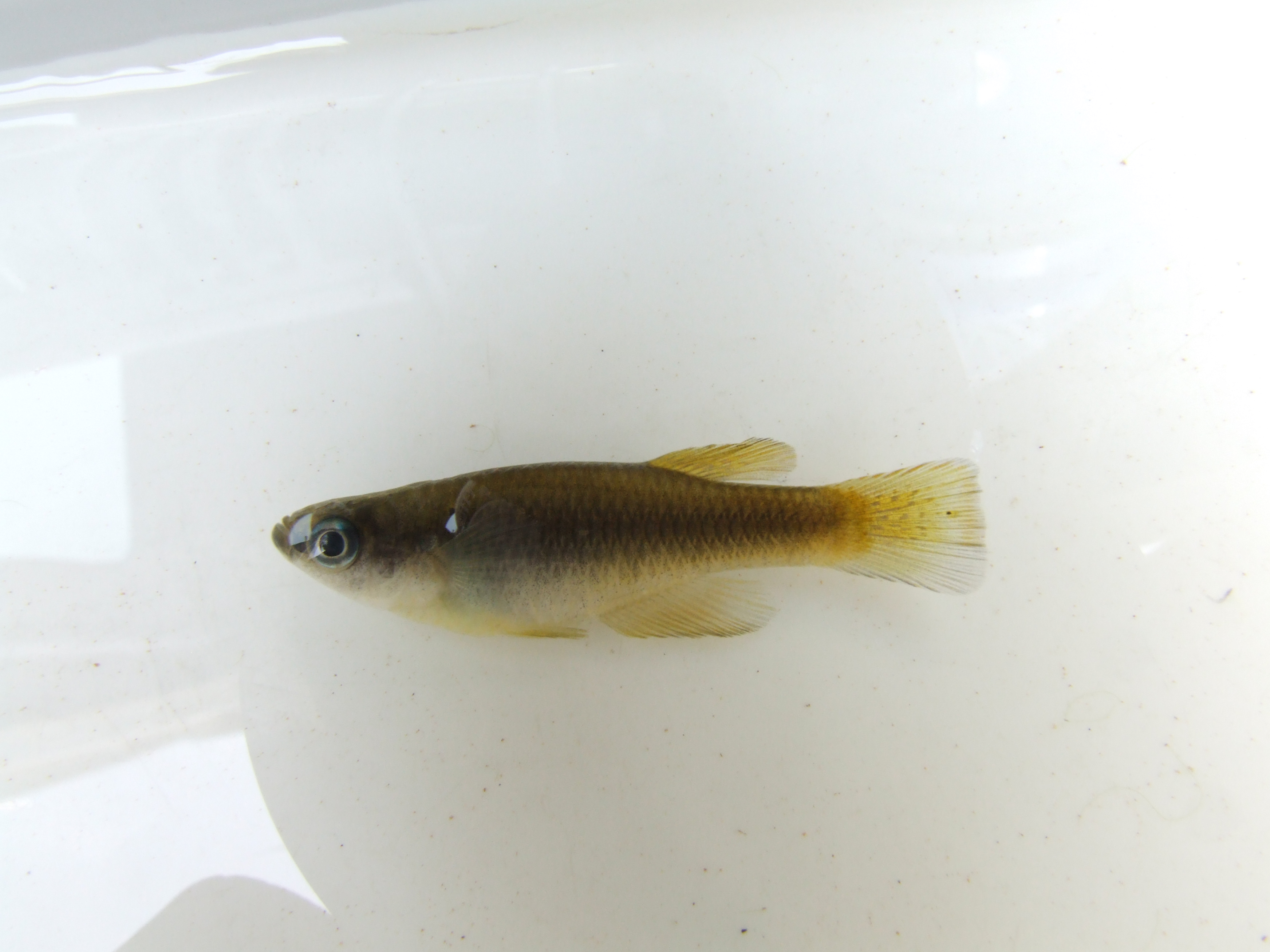 Southern deepbody (Hypsopanchax jubbi) — Poeciliidae