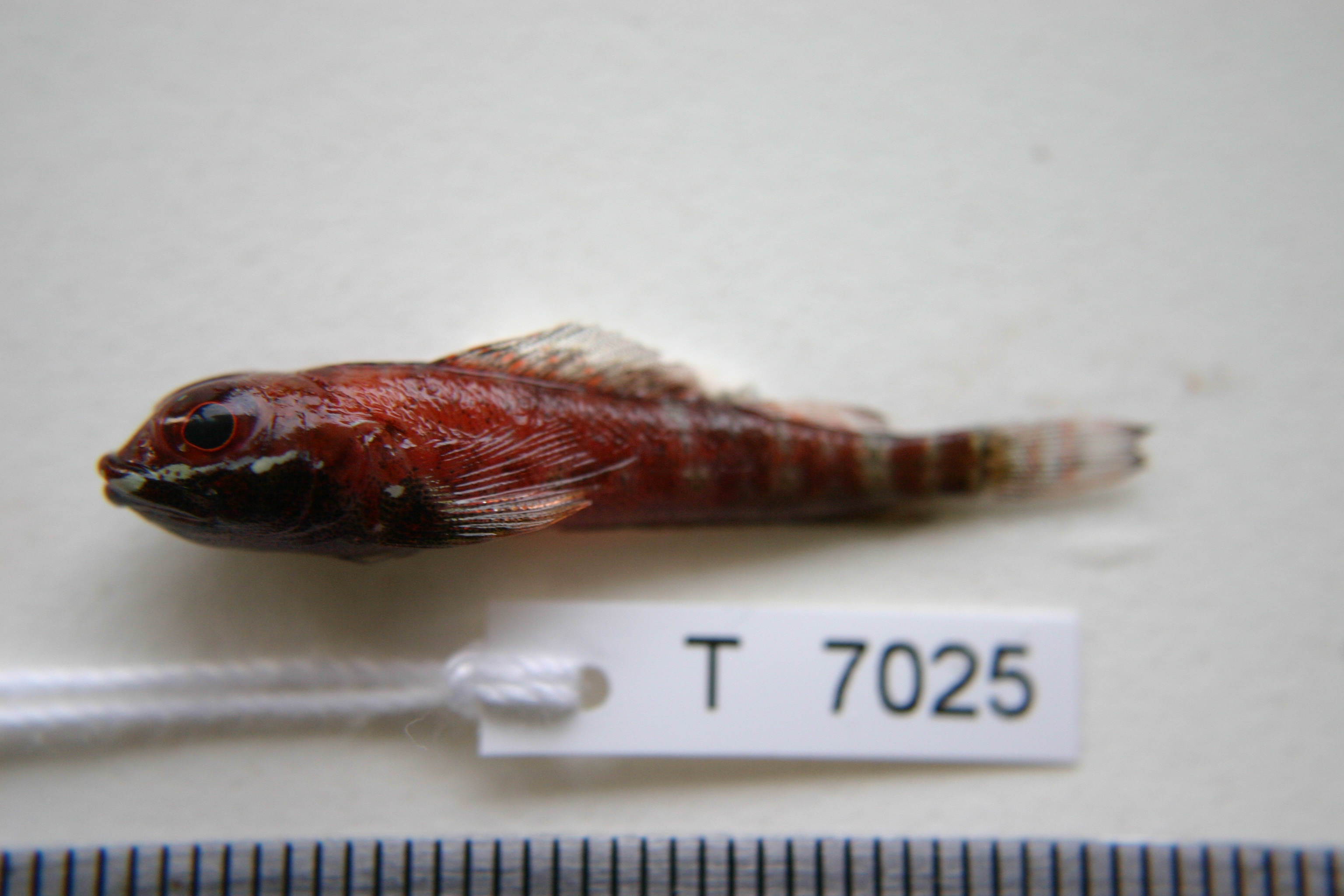 Duskyfin triplefin (Helcogramma fuscopinna) — Tripterygiidae — 2