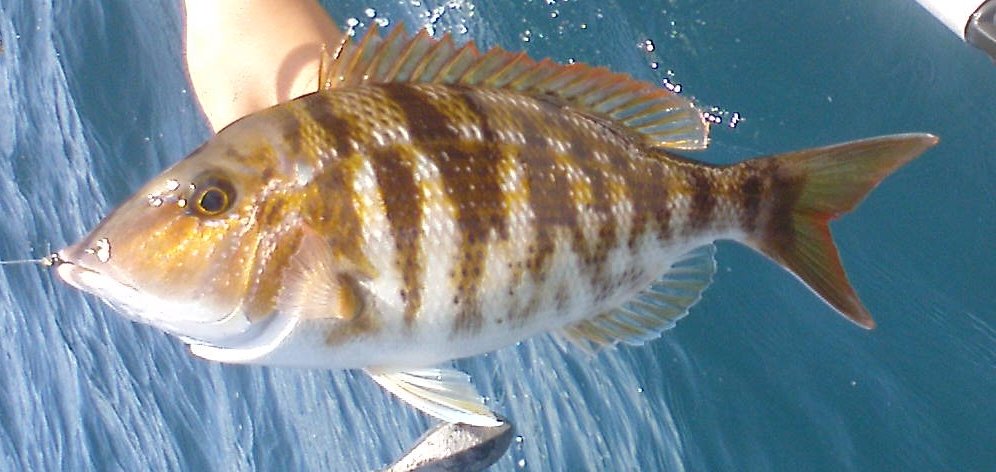 Enigmatic emperor (Lethrinus enigmaticus) — Lethrinidae