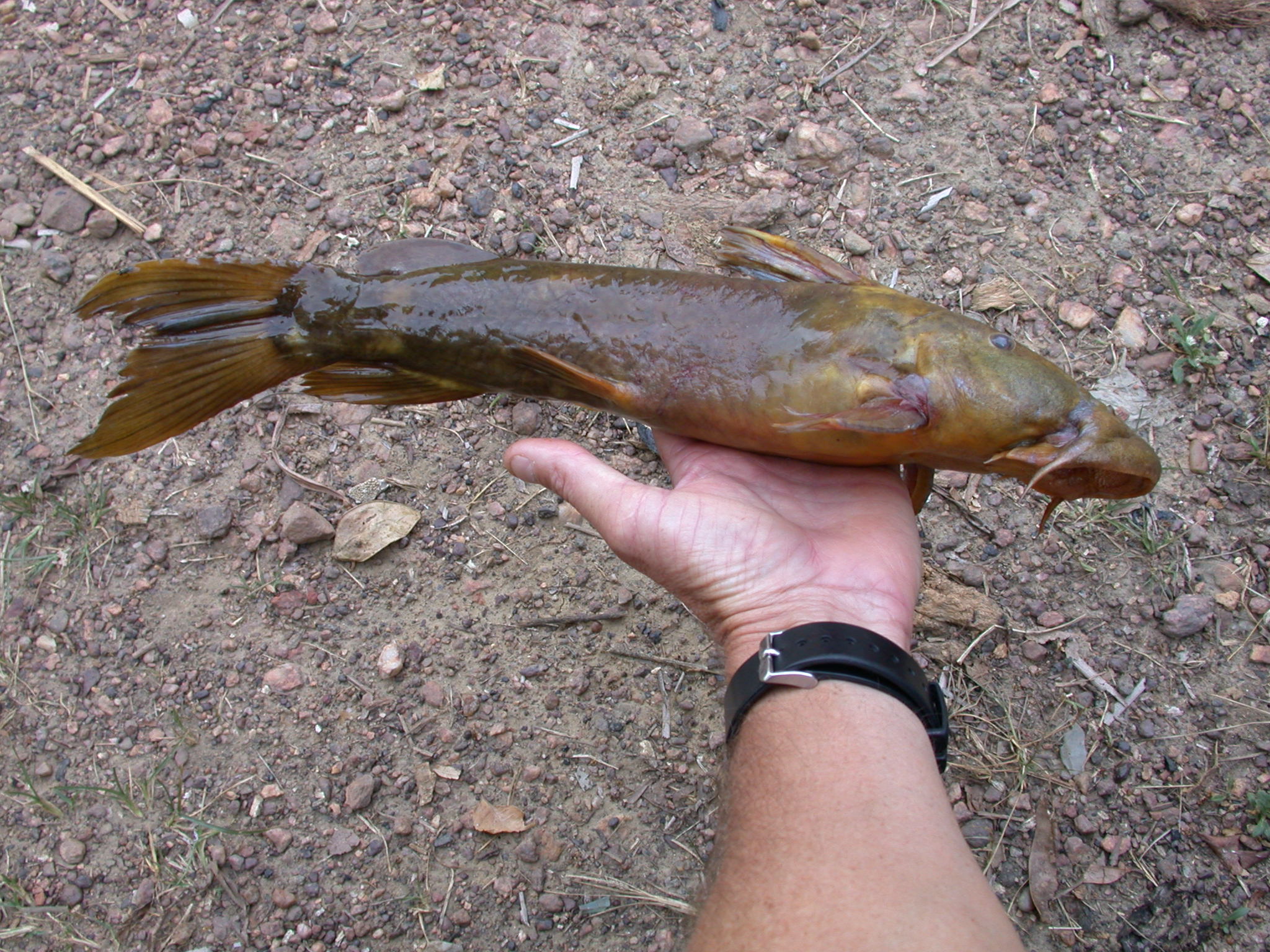 Royaux's suckermouth catfish (Euchilichthys royauxi) — Mochokidae