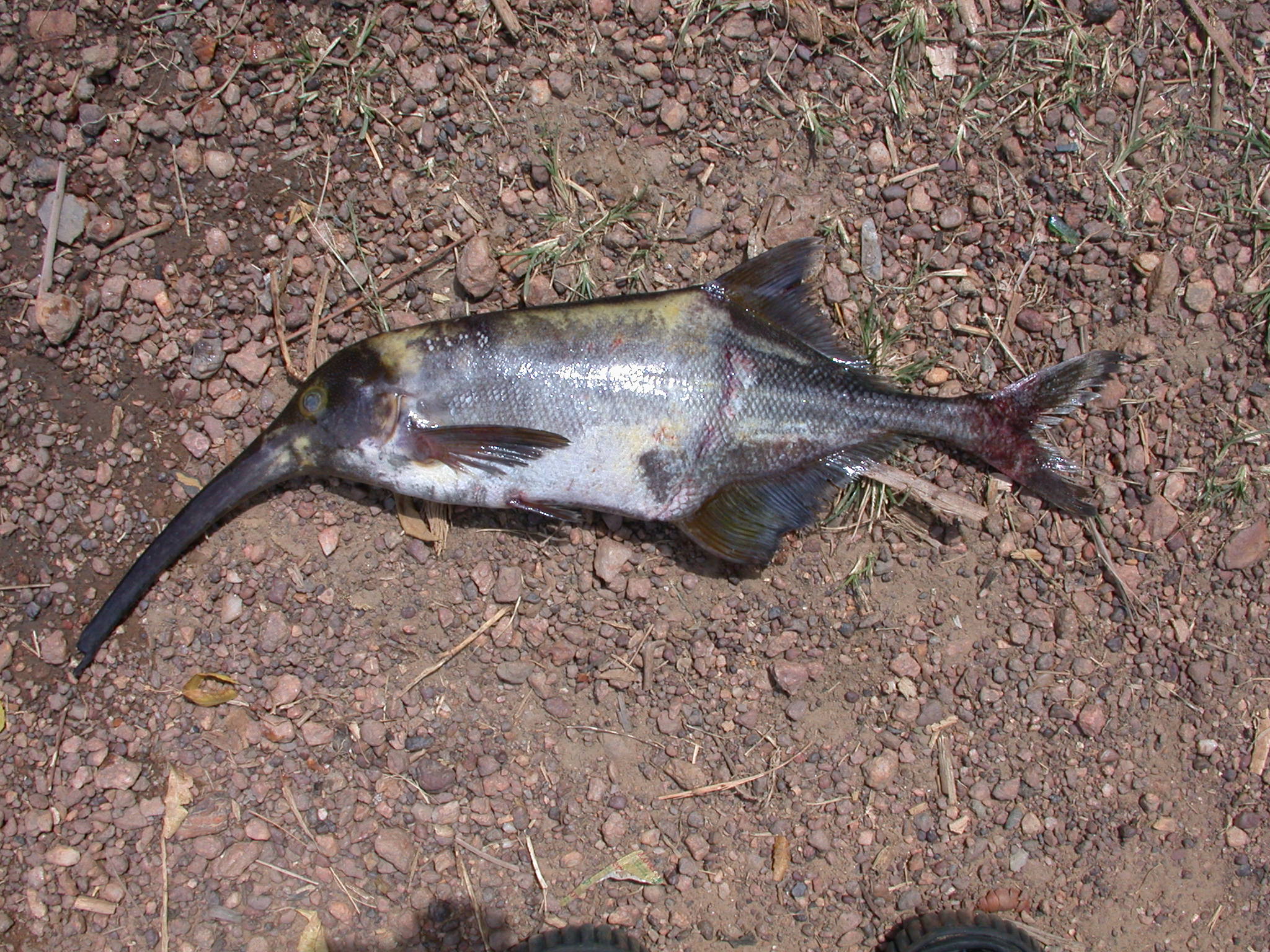 Curvedsnout elephantfish (Campylomormyrus curvirostris) — Mormyridae