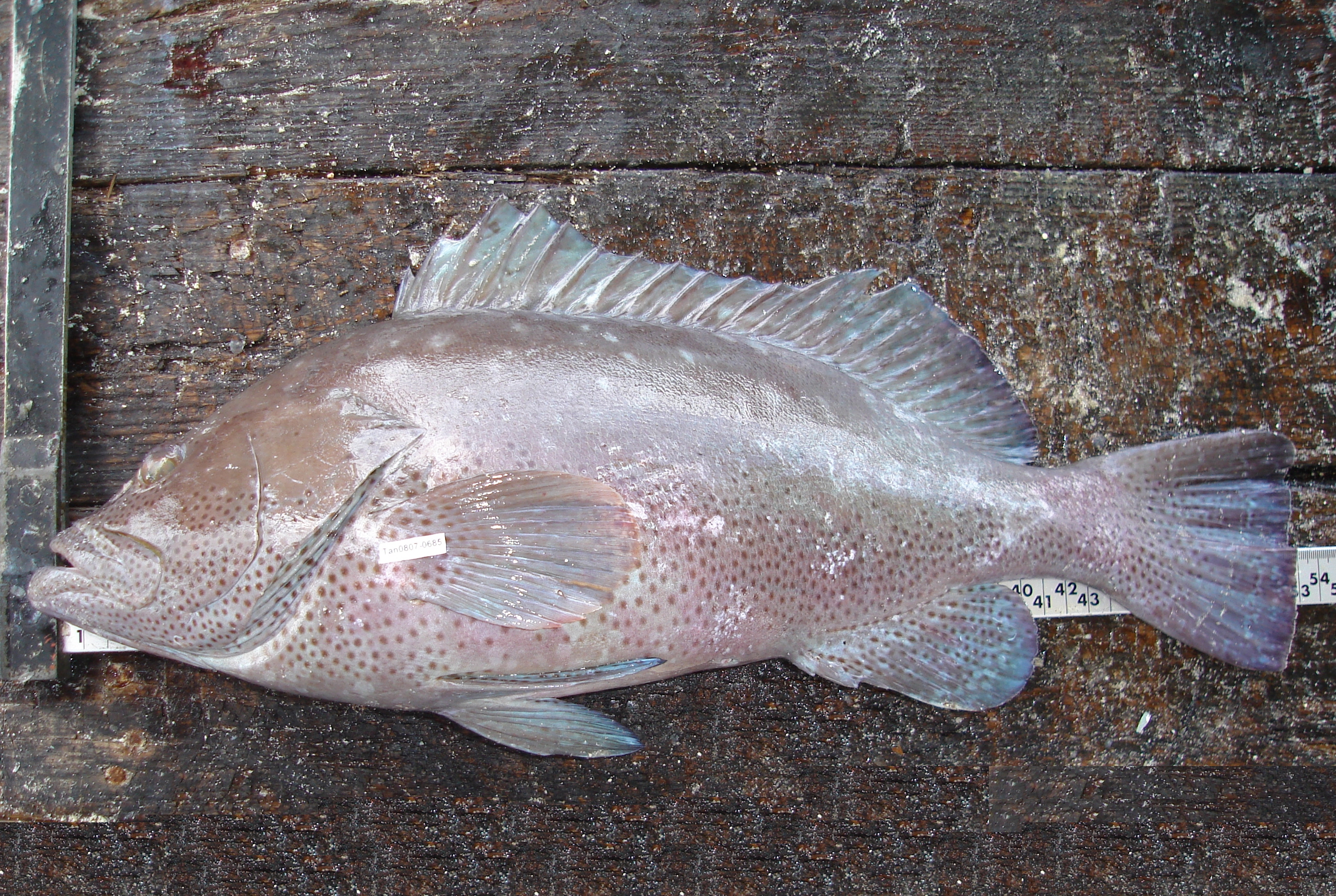 Brown rock-cod (Epinephelus multinotatus) — Serranidae — 2
