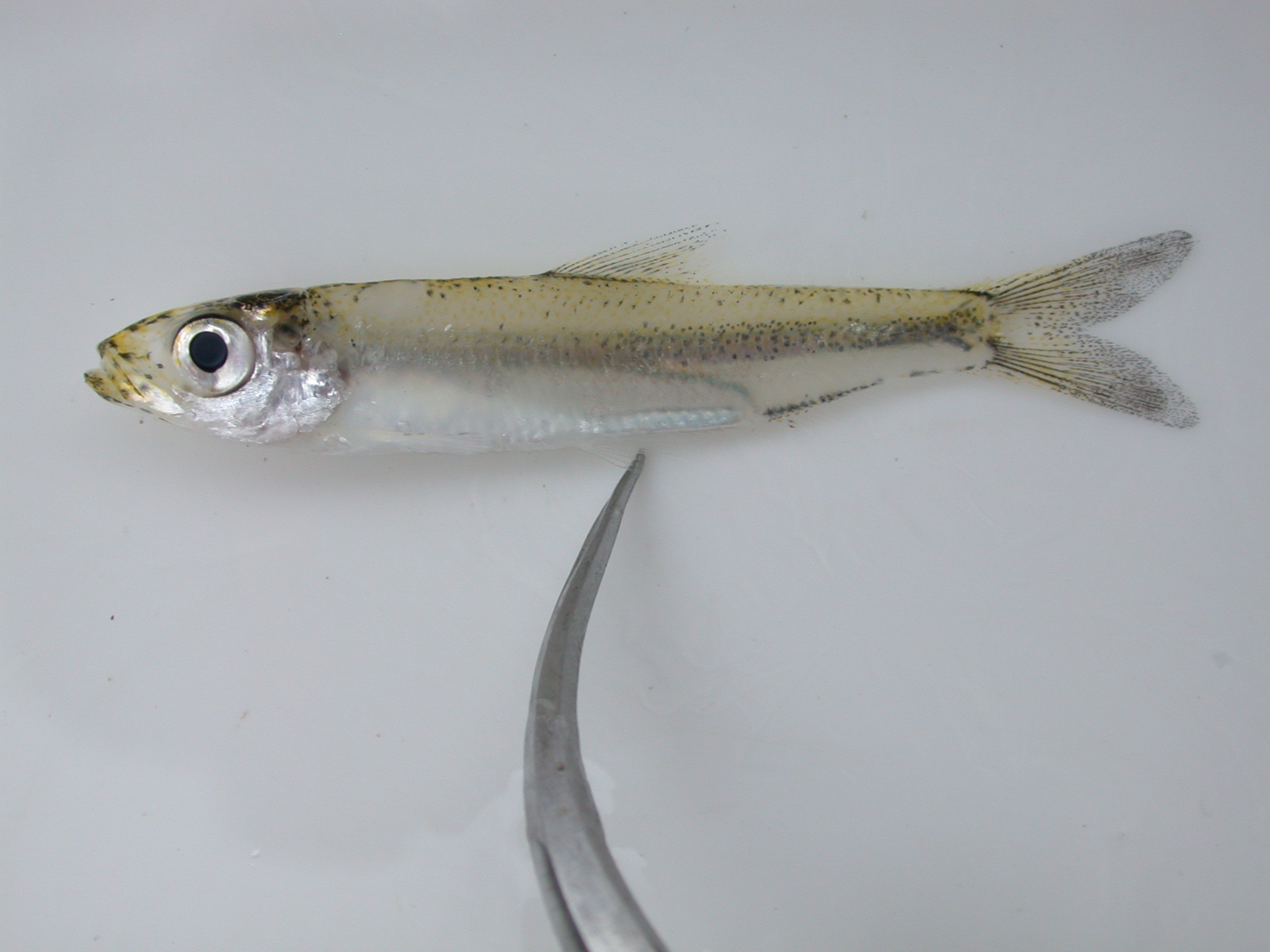Lake Tanganyika sardine (Limnothrissa miodon) — Clupeidae — 2