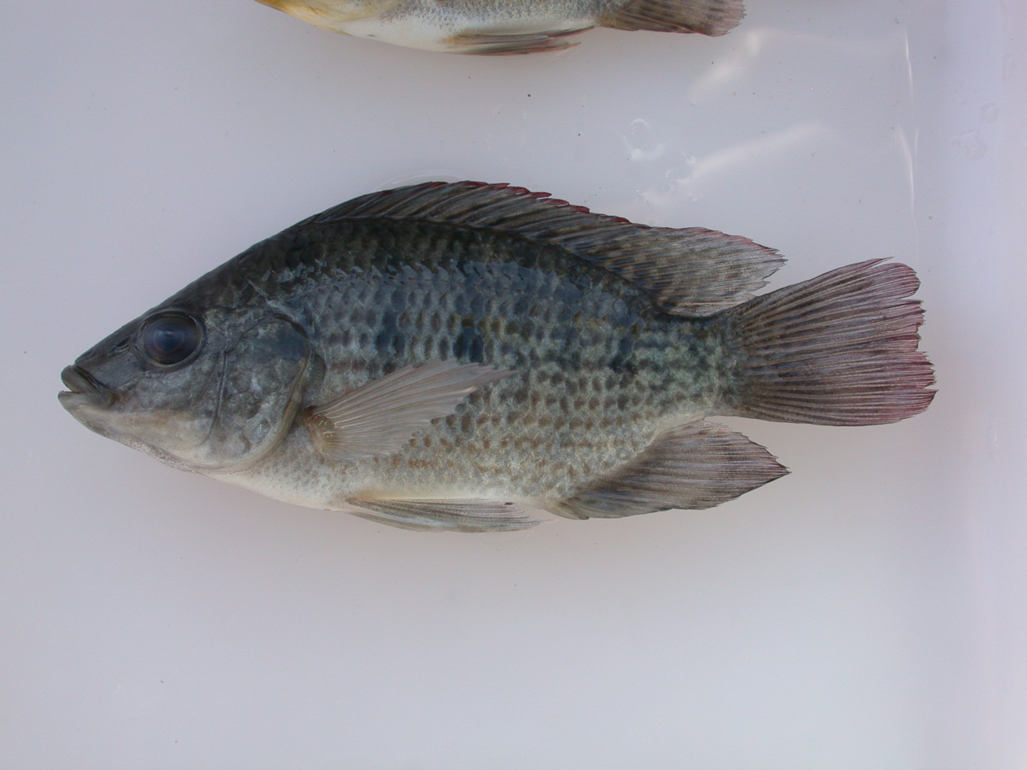 Kariba bream (Oreochromis mortimeri) — Cichlidae — 4
