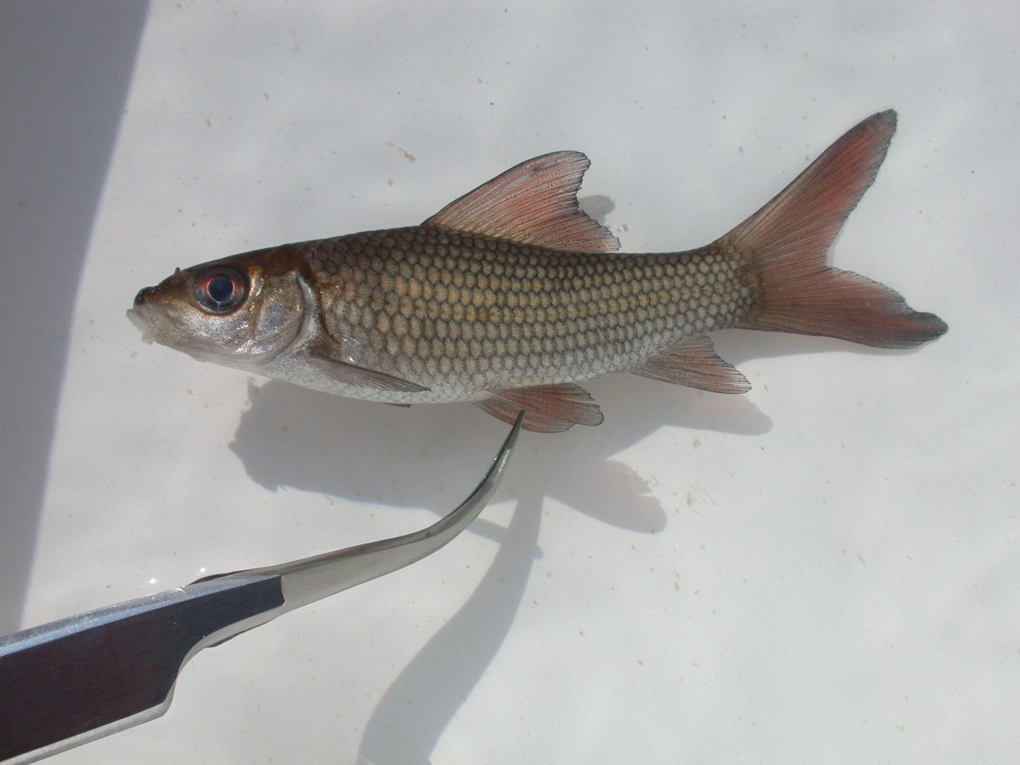 Redeye labeo (Labeo altivelis) — Cyprinidae — 2