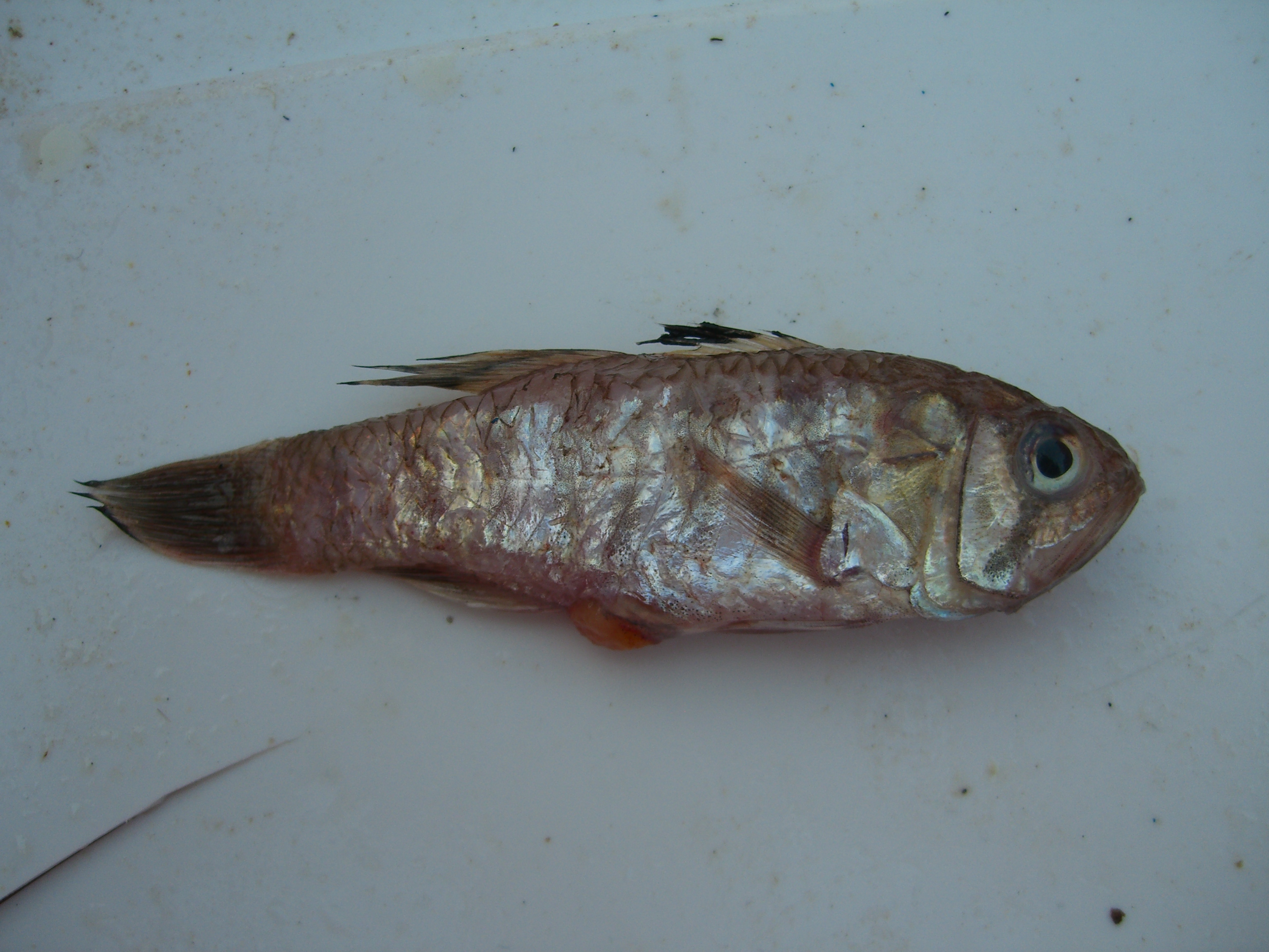 Smith's cardinalfish (Jaydia smithi) — Apogonidae — 3