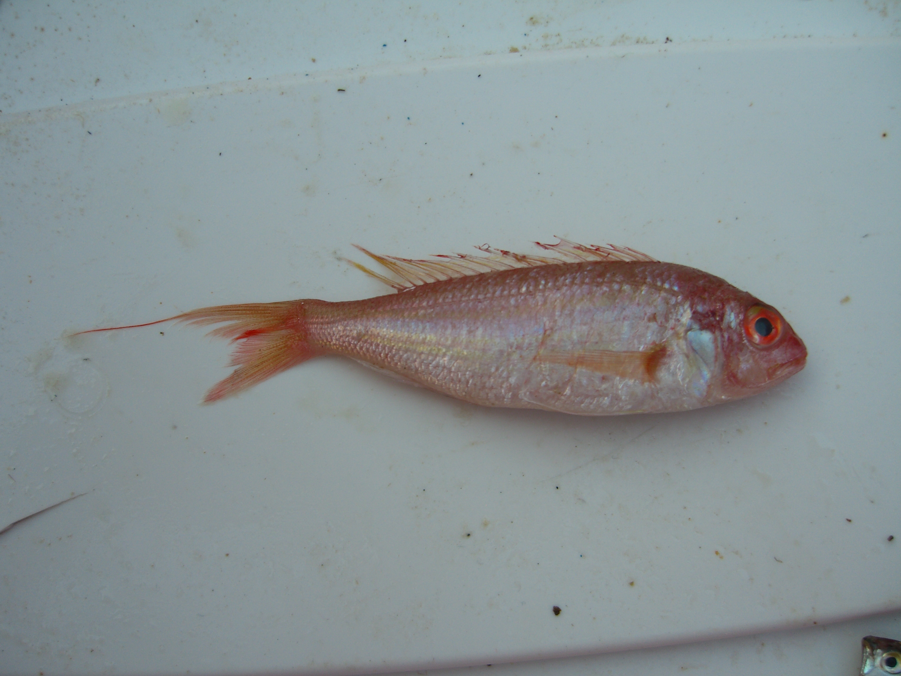 Randall's threadfin bream (Nemipterus randalli) — Nemipteridae — 4