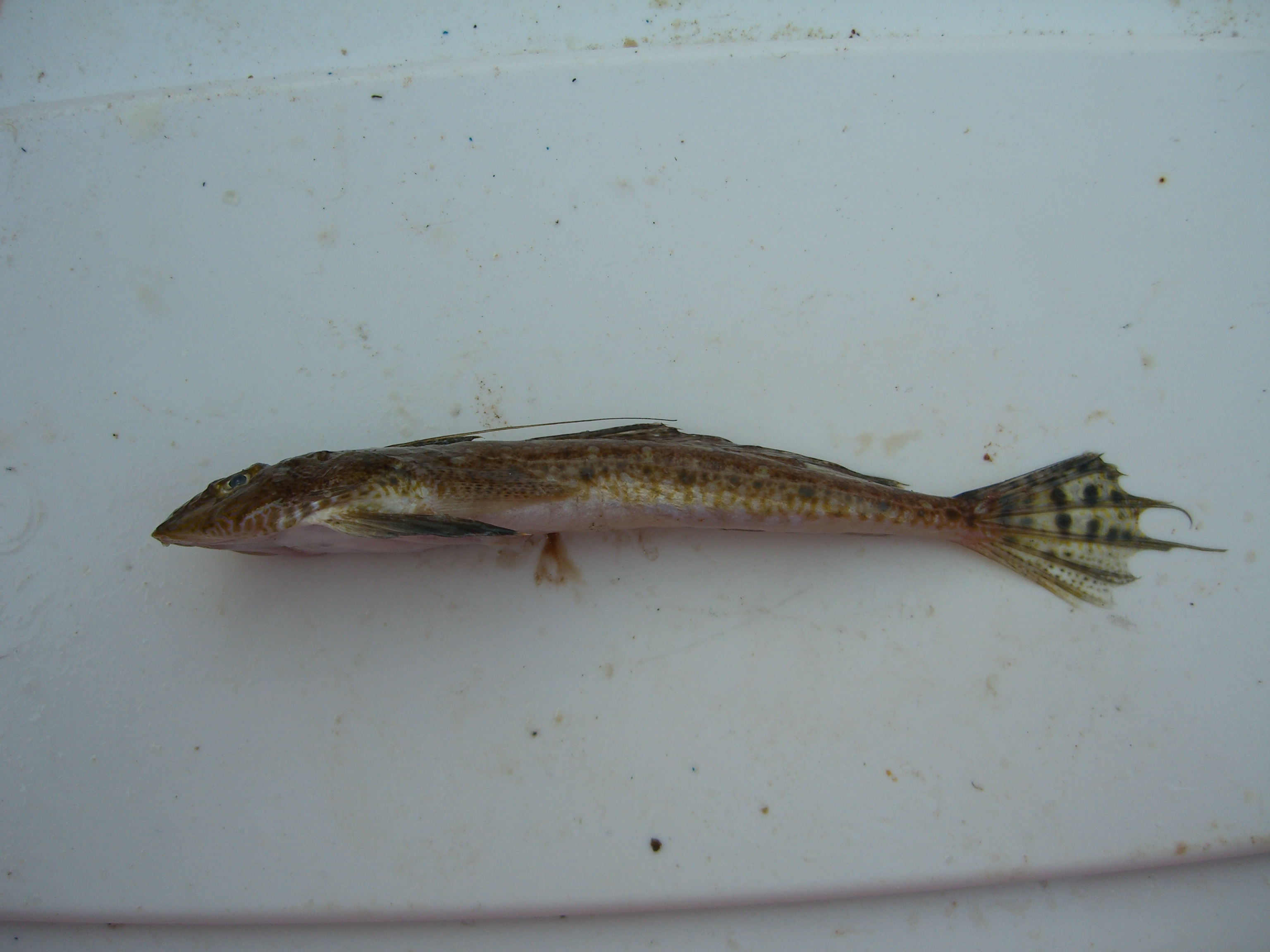 Blotchfin dragonet (Callionymus filamentosus) — Callionymidae — 2