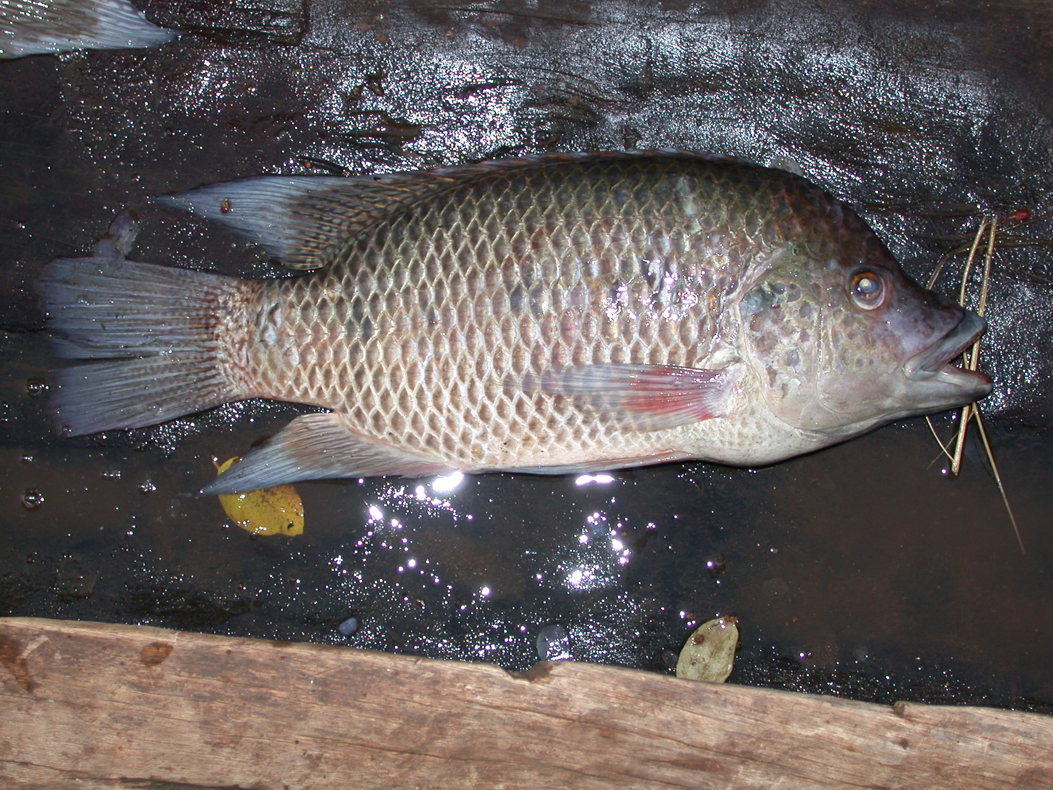 Oreochromis mortimeri