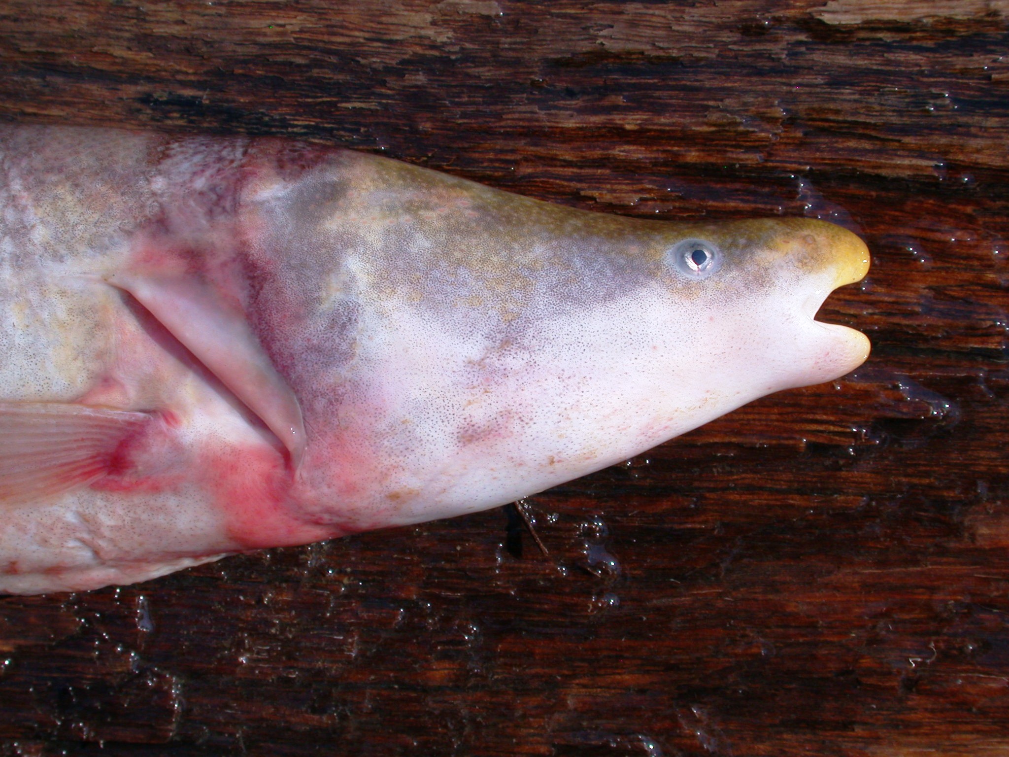 Cornish jack (Mormyrops anguilloides) — Mormyridae — 2