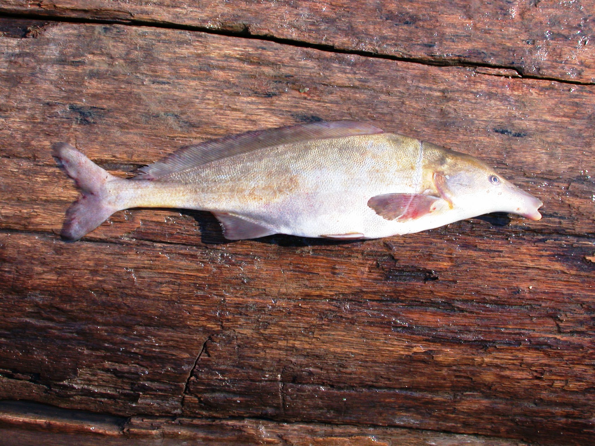 Oostelijke flessneus-olifantsvis (Mormyrus longirostris) — Mormyridae — 2