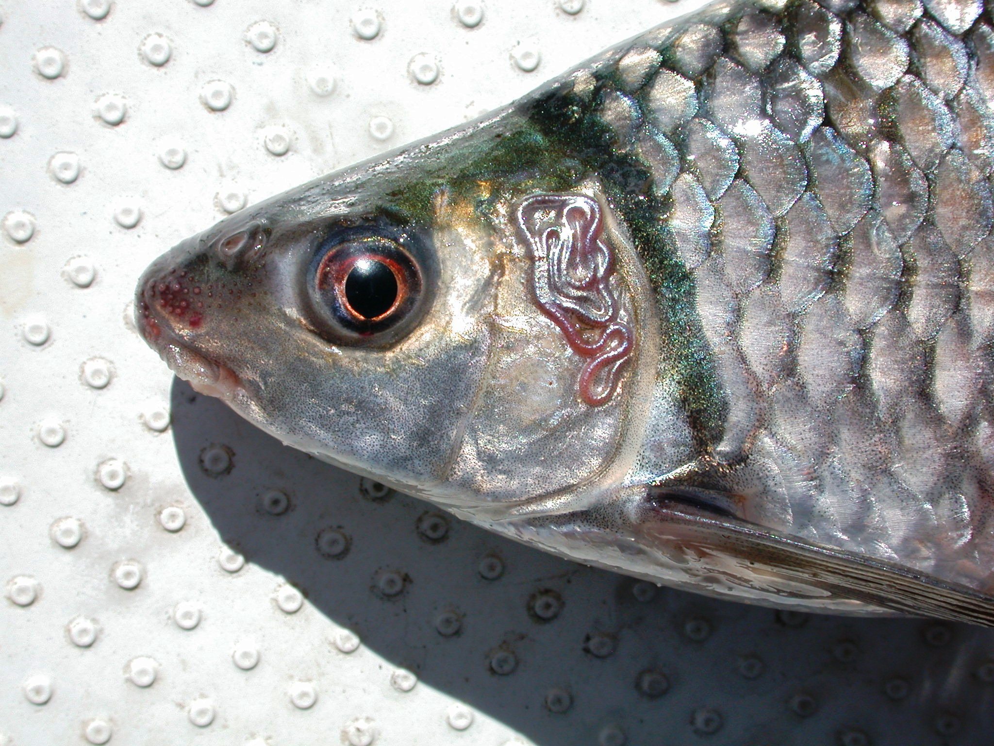 Redeye labeo (Labeo altivelis) — Cyprinidae — 3
