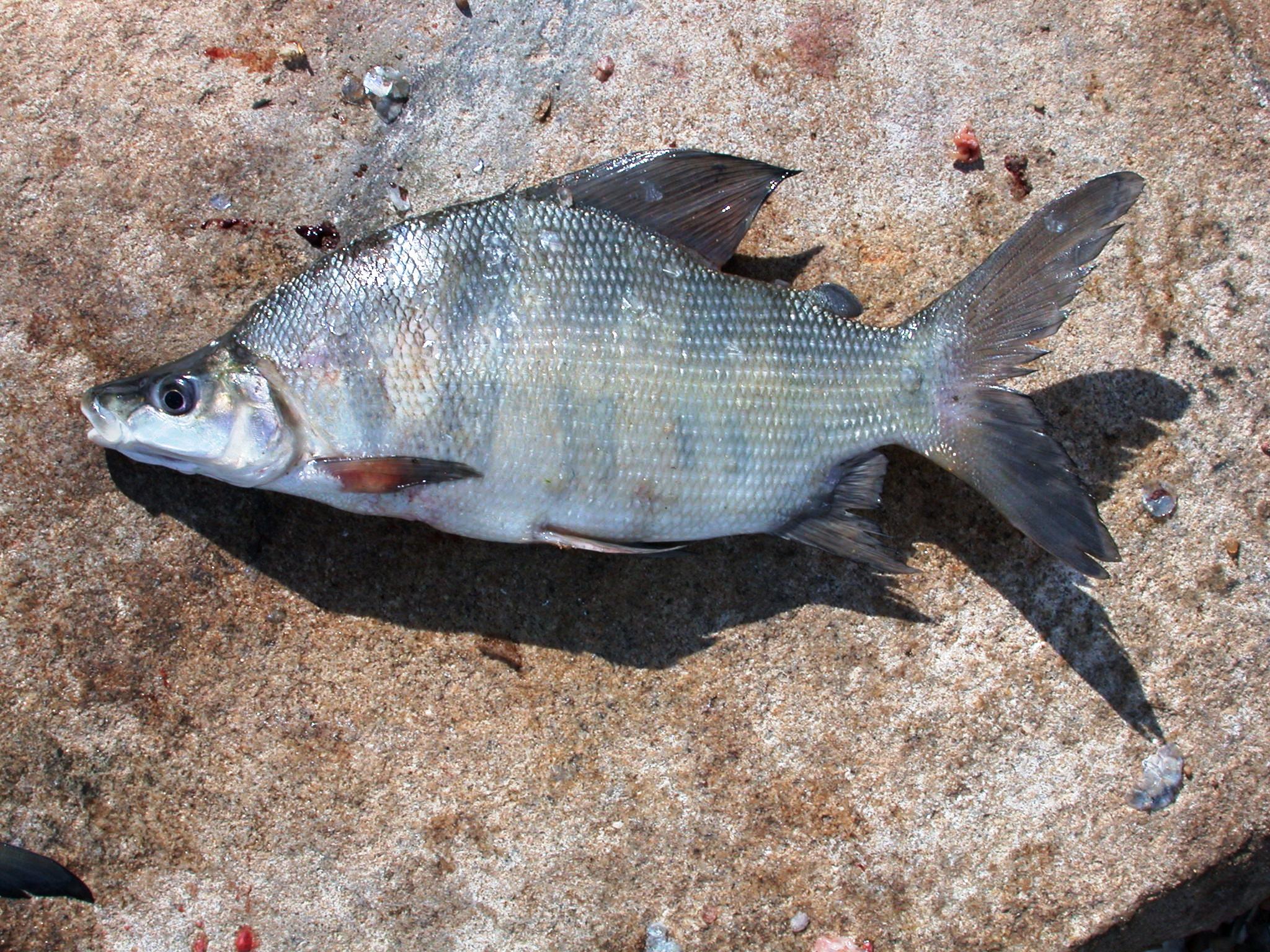 Nkupe (Distichodus mossambicus) — Distichodontidae — 3
