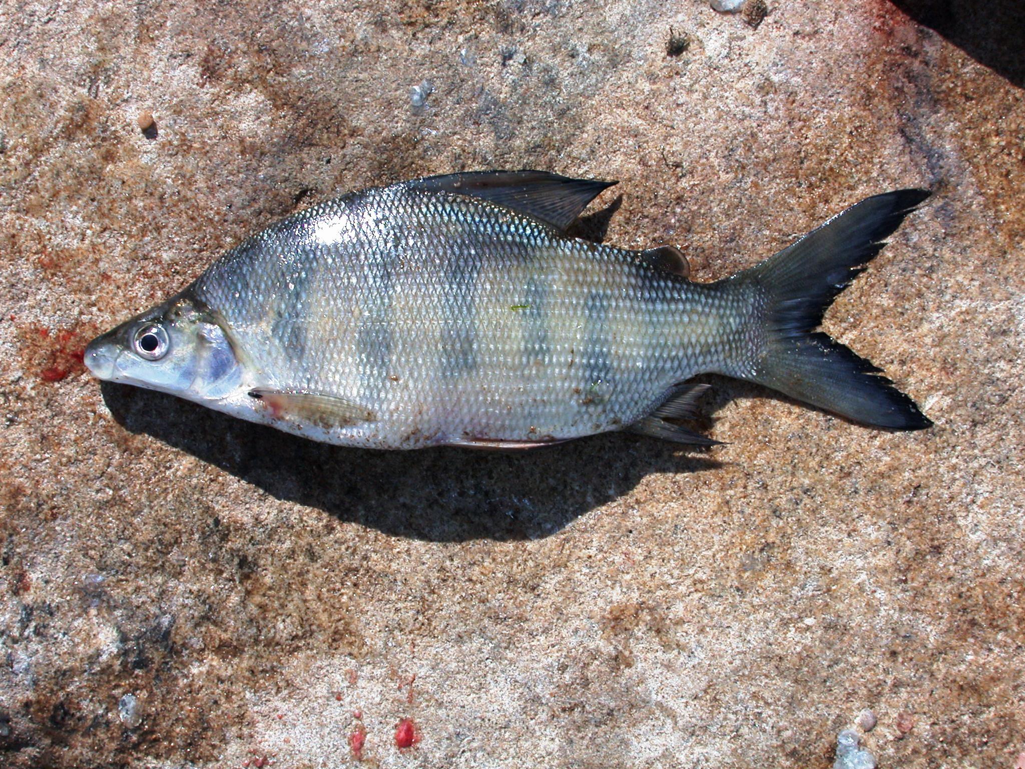 Nkupe (Distichodus mossambicus) — Distichodontidae — 4