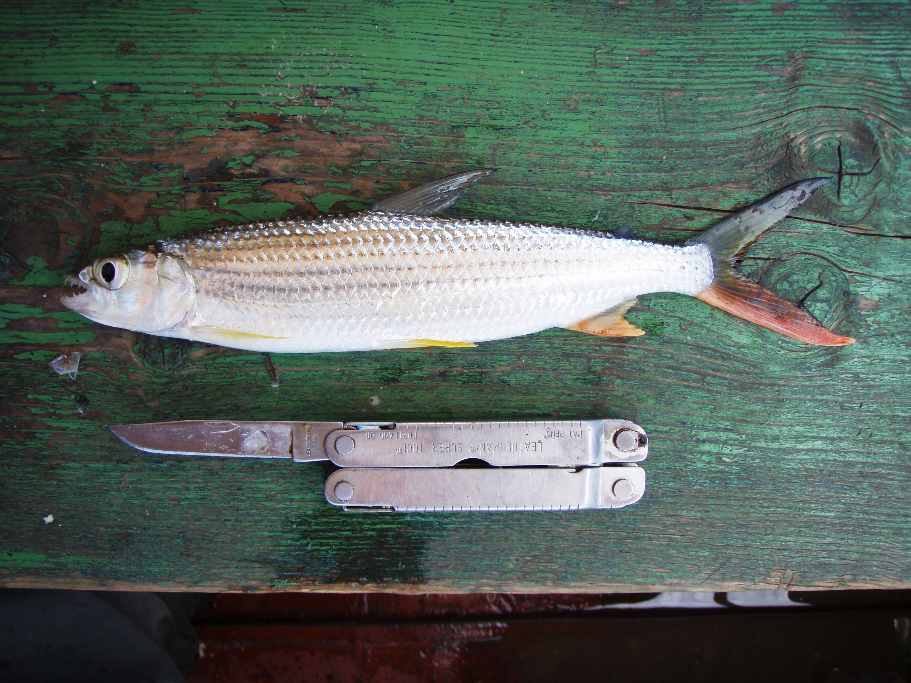 Tigerfish (Hydrocynus forskahlii) — Alestidae