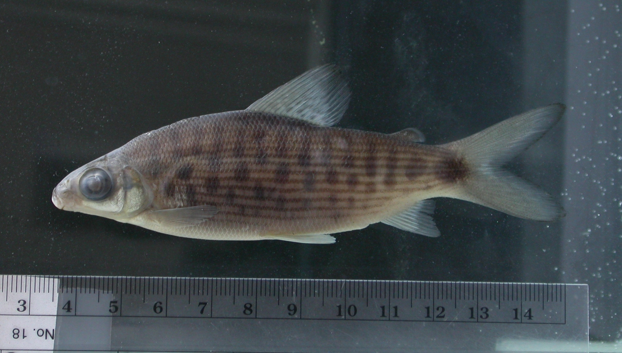 Spotted distichodus (Distichodus maculatus) — Distichodontidae — 5