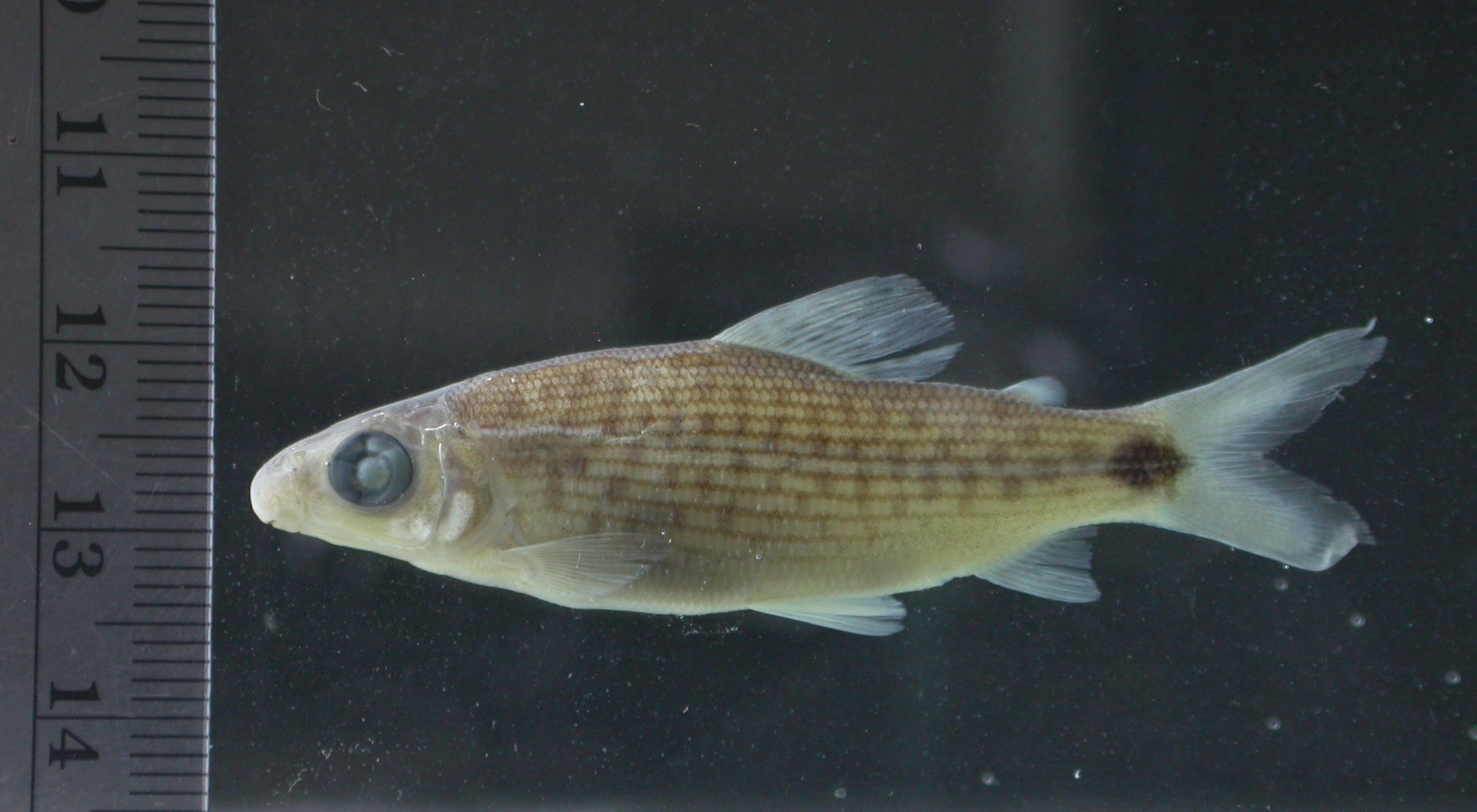 Spotted distichodus (Distichodus maculatus) — Distichodontidae — 2