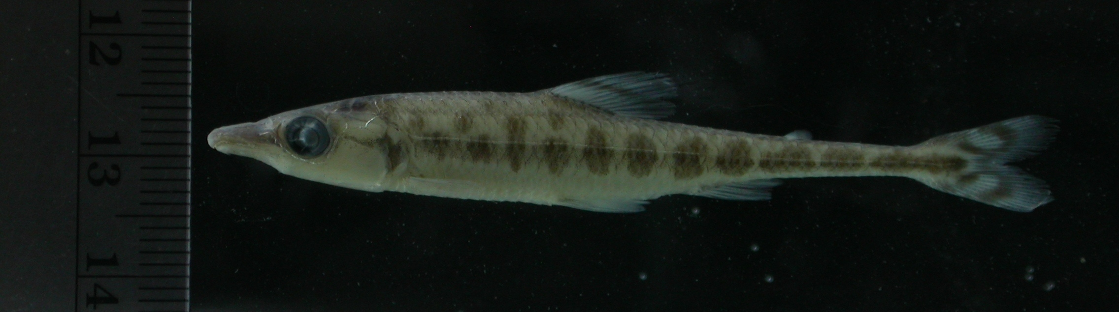 African pike characin (Phago intermedius) — Distichodontidae