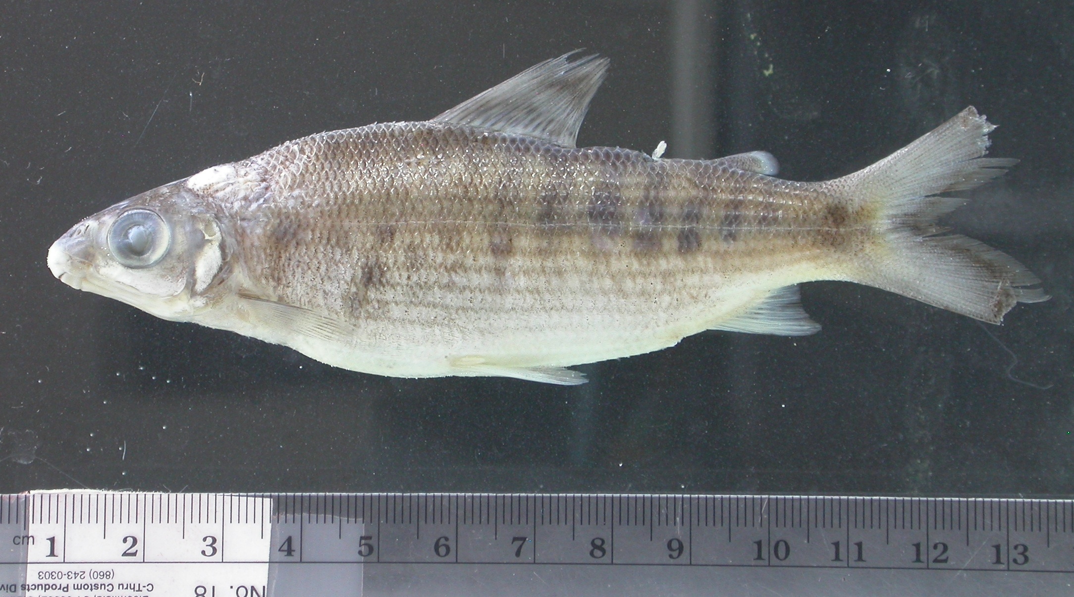 Spotted distichodus (Distichodus maculatus) — Distichodontidae — 4