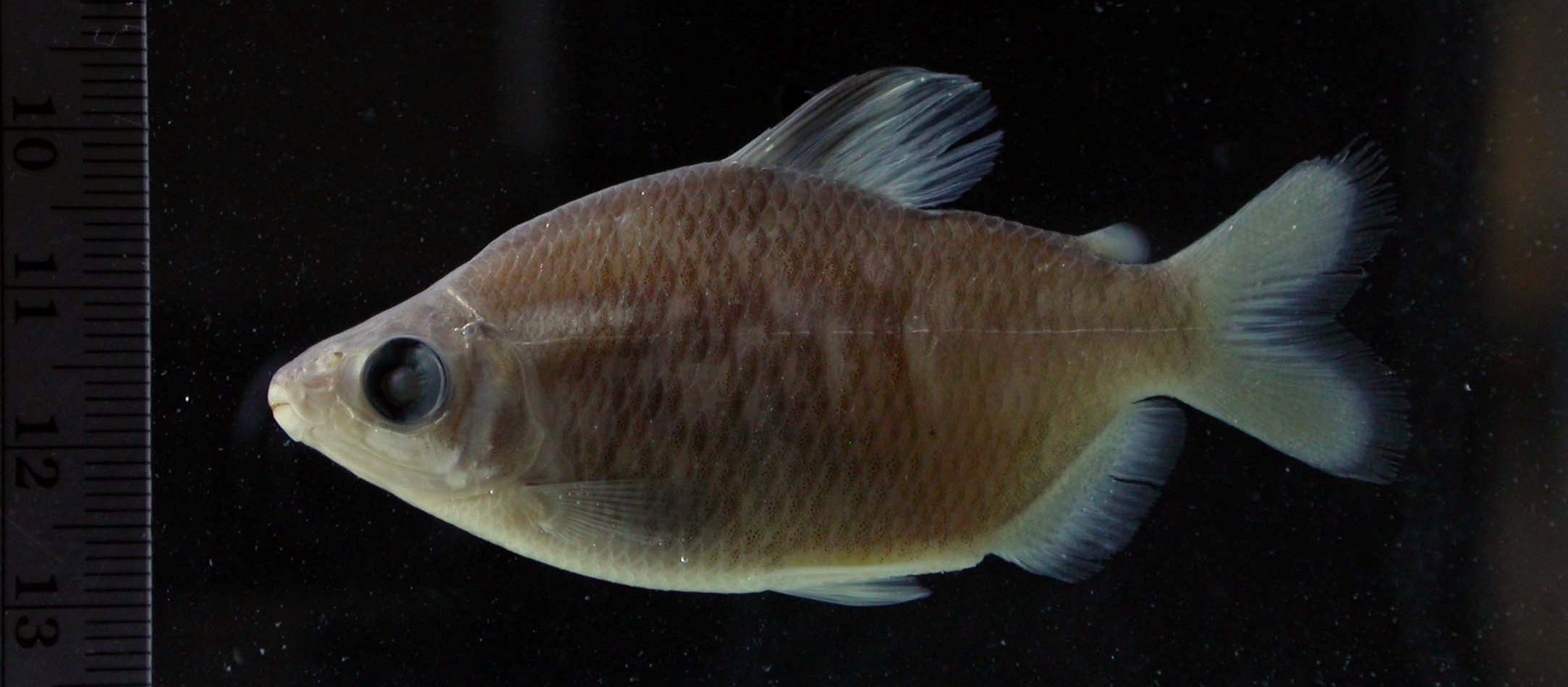 Silver distichodus (Distichodus affinis) — Distichodontidae