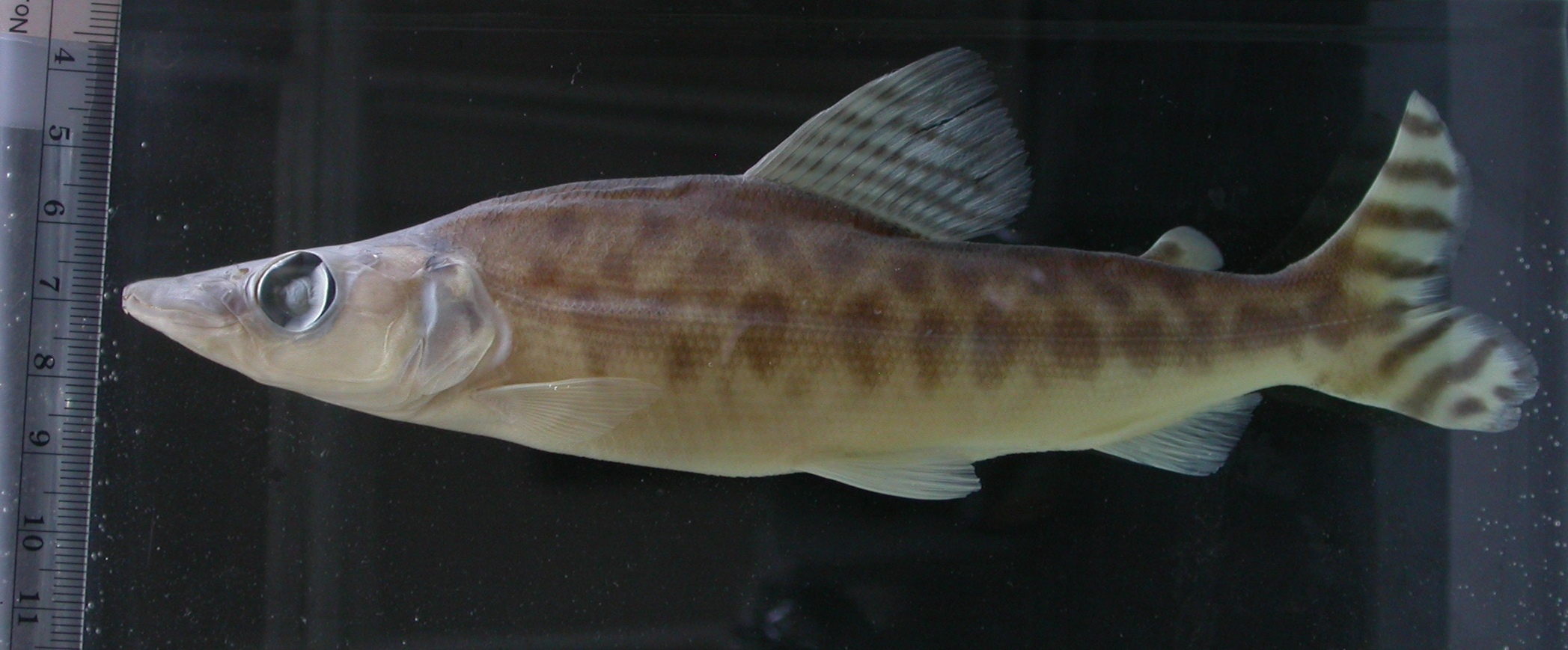 Crocodile fish (Mesoborus crocodilus) — Distichodontidae