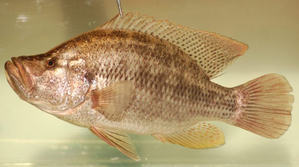 Humpback largemouth (Serranochromis altus) — Cichlidae — 3