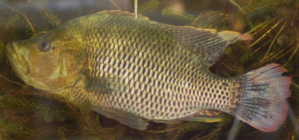 Humpback largemouth (Serranochromis altus) — Cichlidae — 4