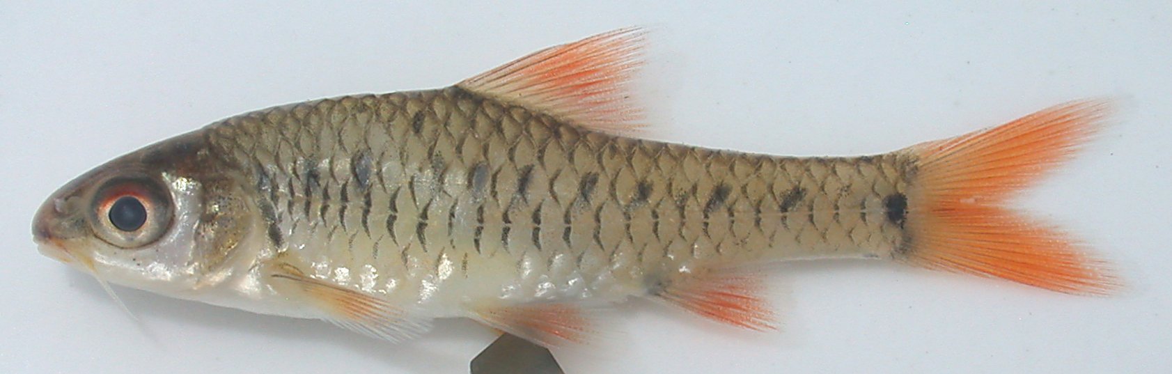 Bellcross barb (Clypeobarbus bellcrossi) — Cyprinidae — 2