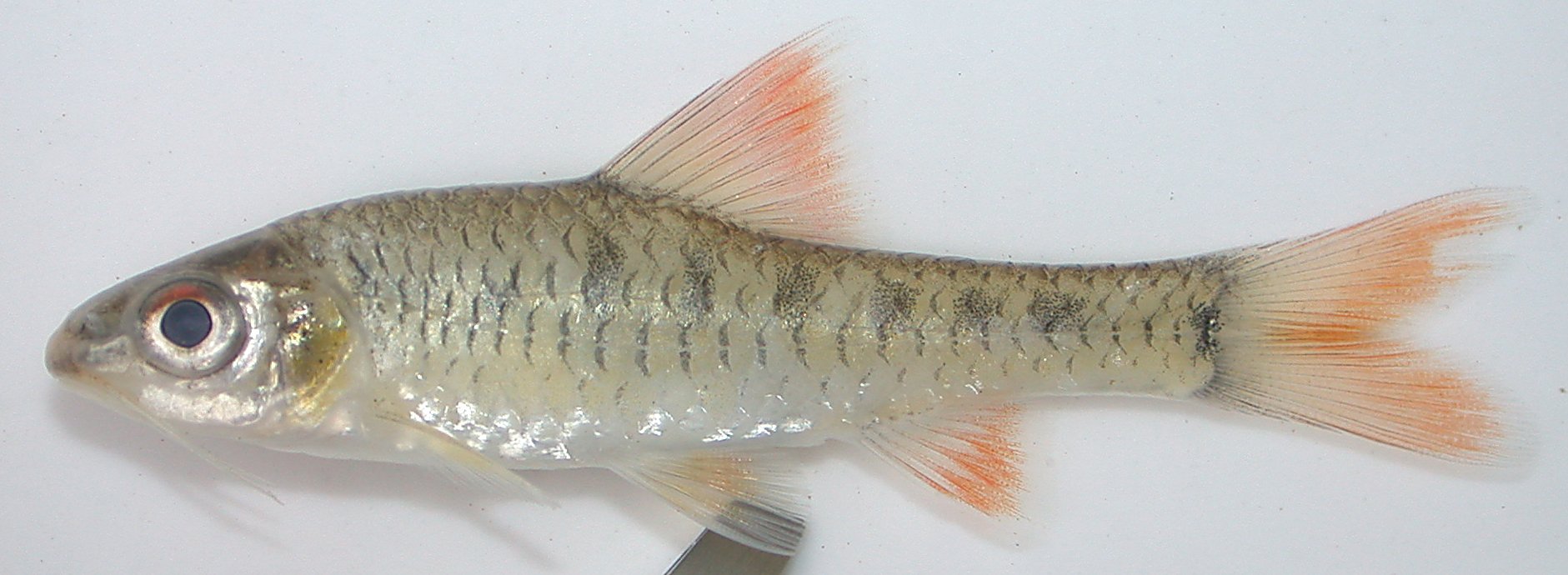 Bellcross barb (Clypeobarbus bellcrossi) — Cyprinidae — 3