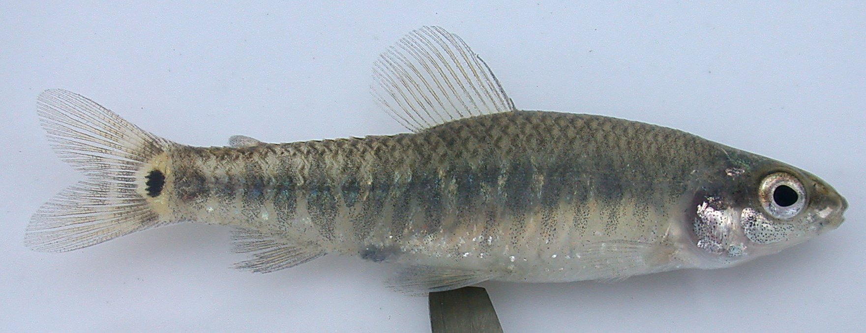African darter tetra (Nannocharax wittei) — Distichodontidae