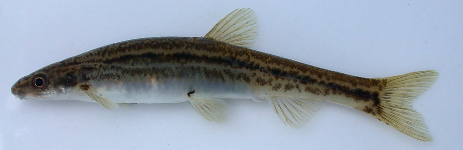 Stappers' shellear (Kneria stappersii) — Kneriidae — 2