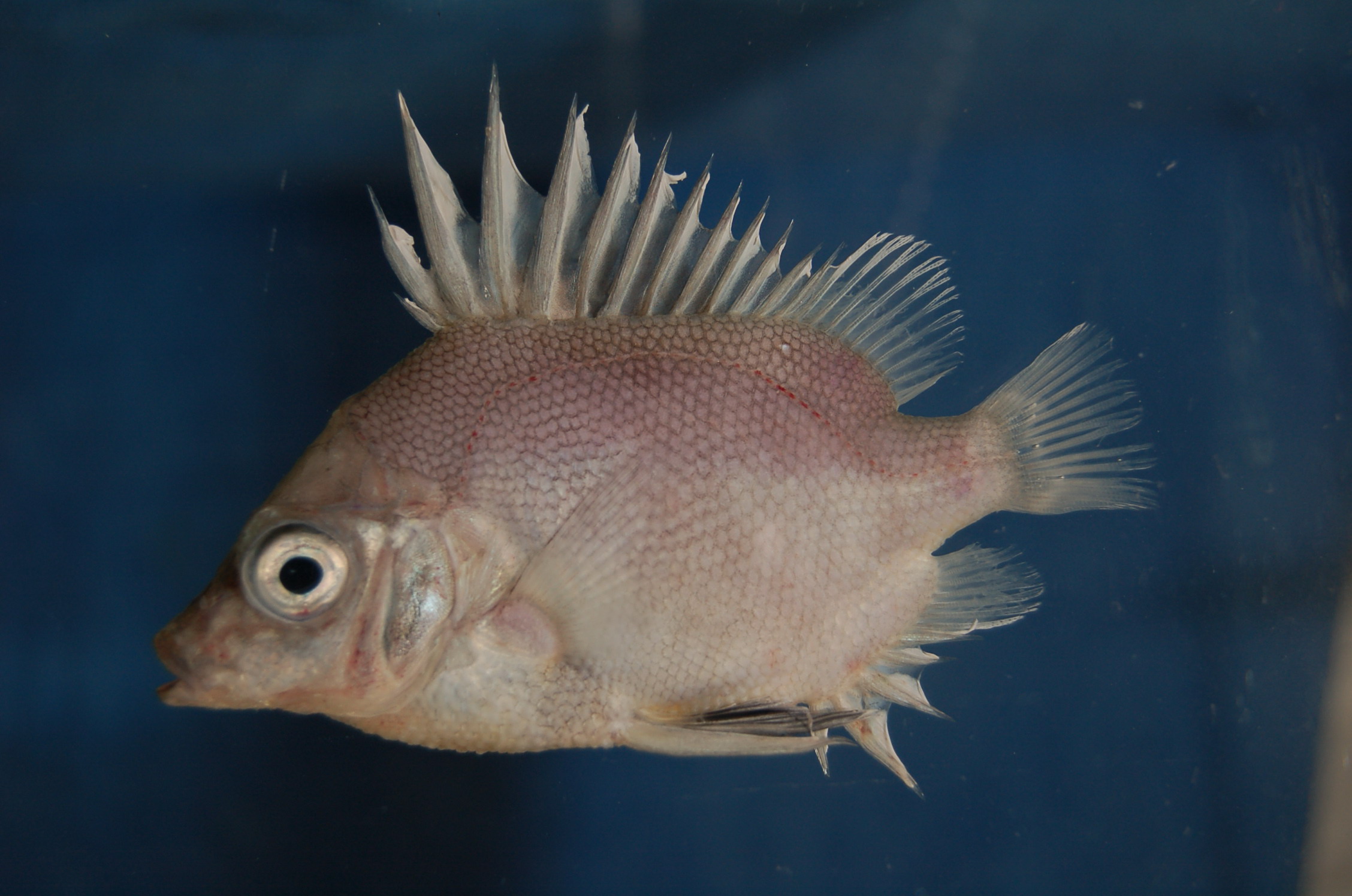 Kaapse pantserkop (Pentaceros capensis) — Pentacerotidae — 2