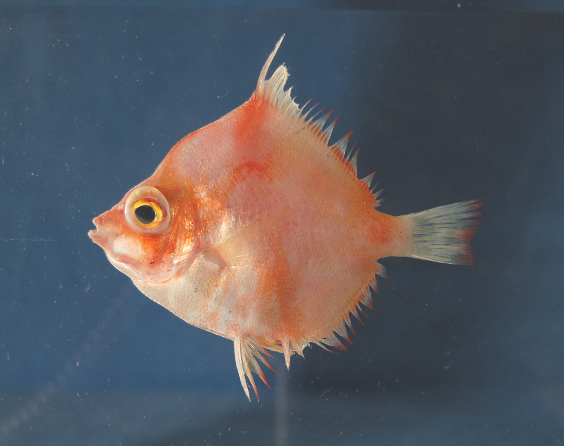 Boarfish (Antigonia rubescens) — Caproidae — 3
