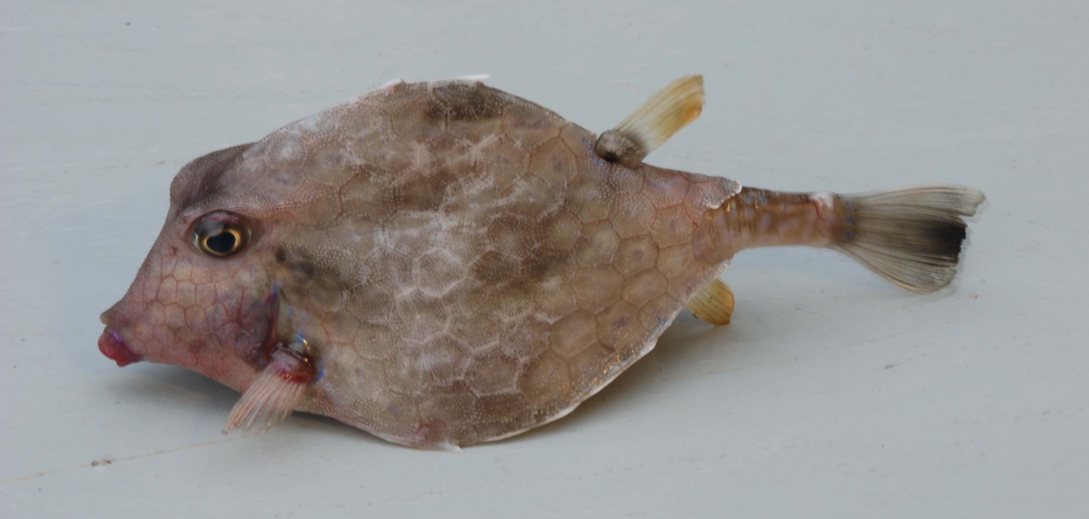 Triangular boxfish (Tetrosomus concatenatus) — Ostraciidae — 3