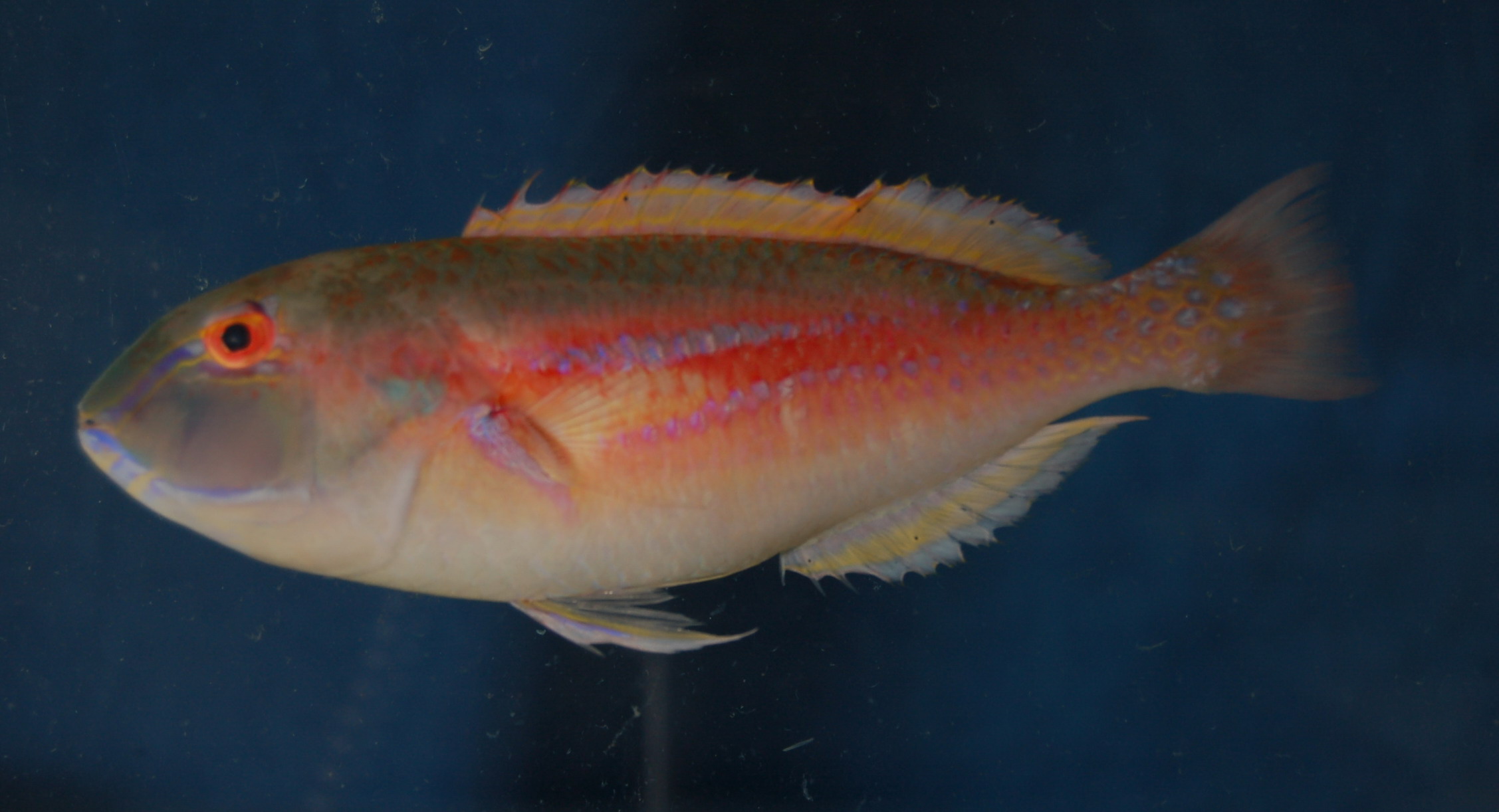 Bareface tuskfish (Choerodon gymnogenys) — Labridae