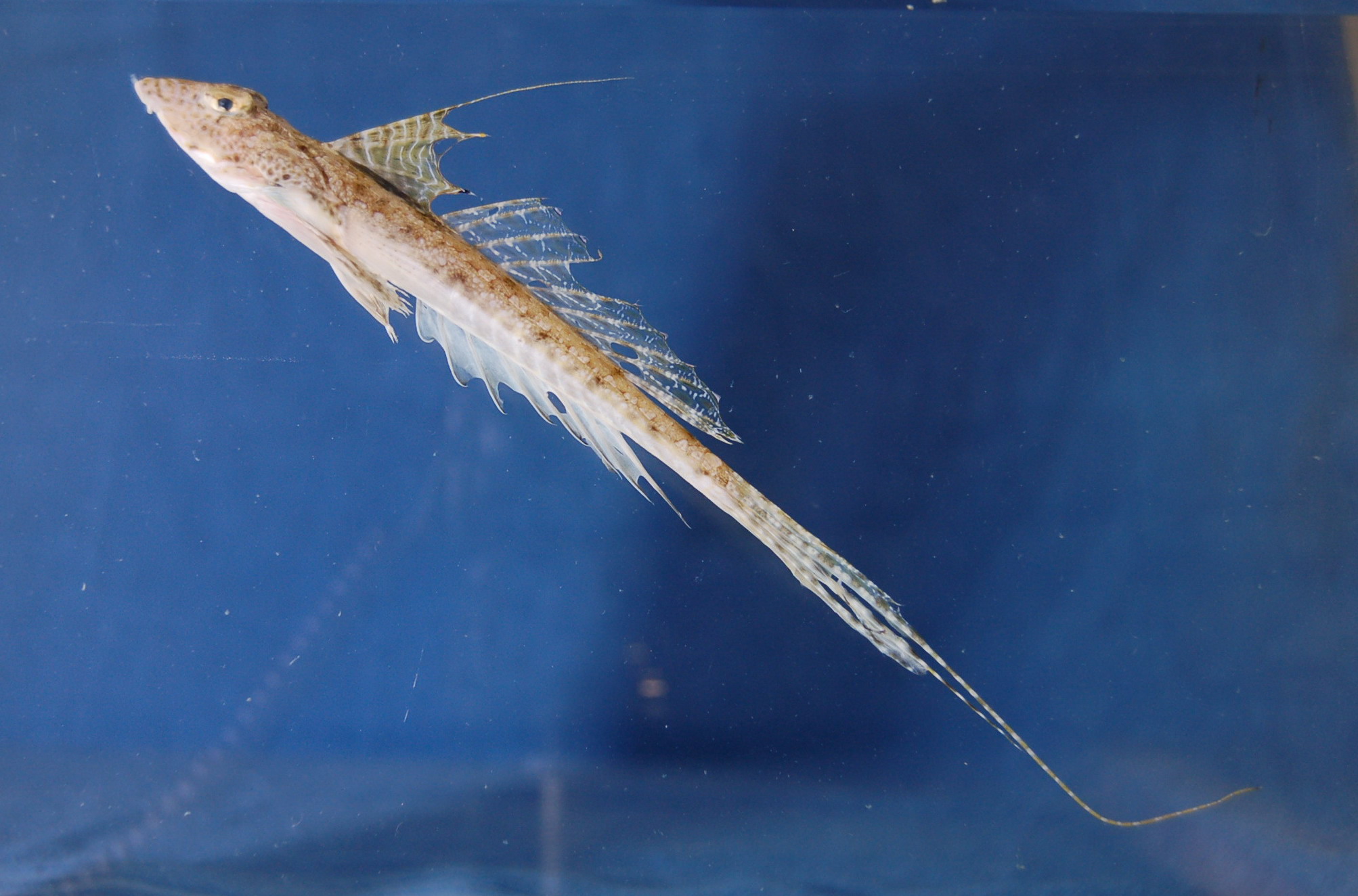 Indian Ocean longtail dragonet (Callionymus gardineri) — Callionymidae