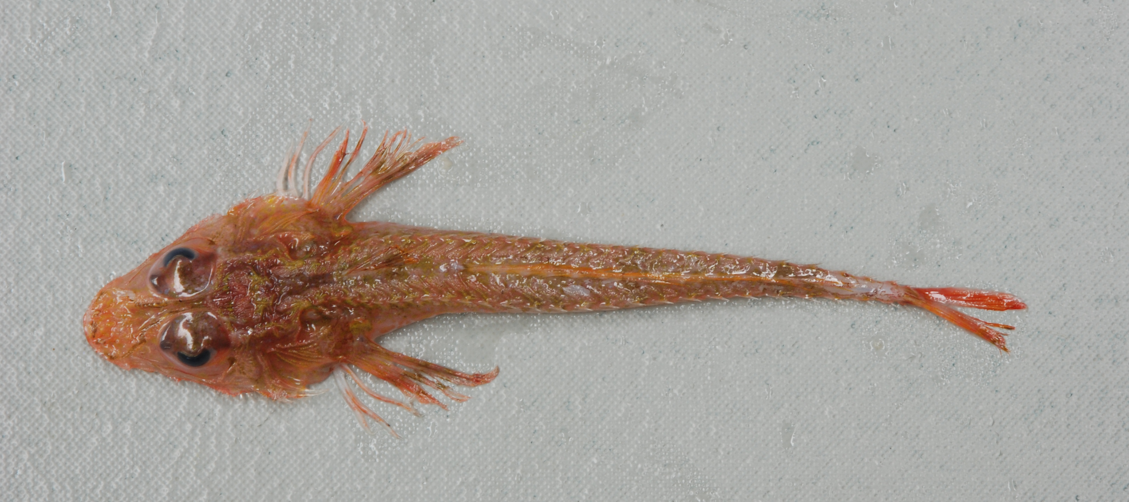 Hoplichthys acanthopleurus — Hoplichthyidae — 2