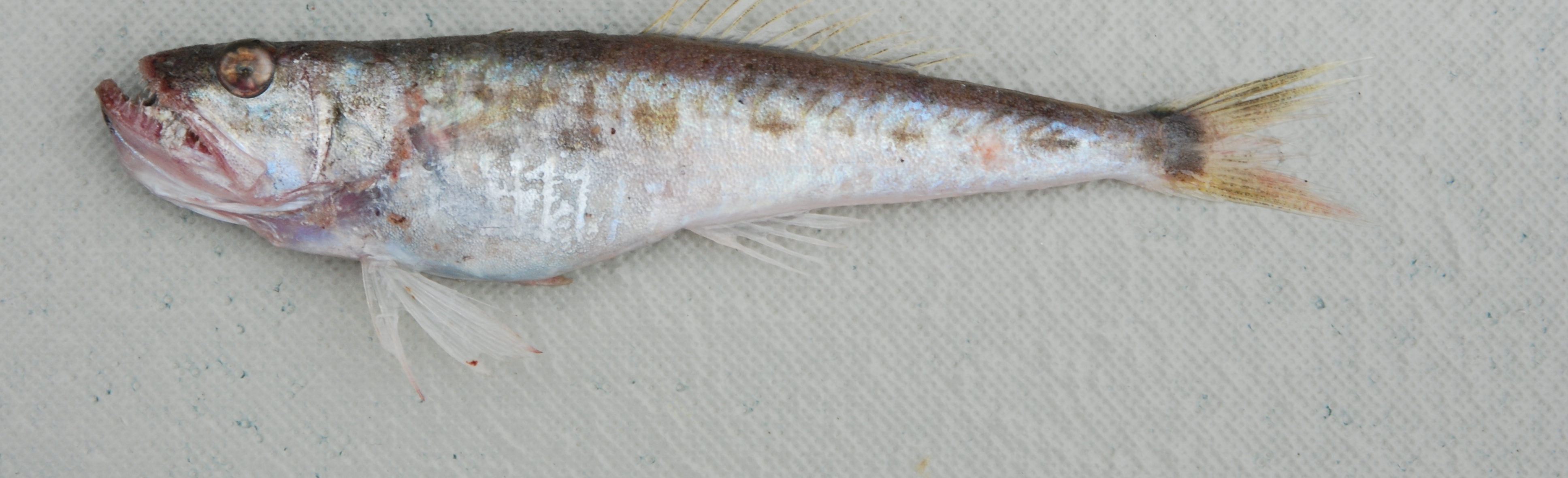 Gaper (Champsodon capensis) — Champsodontidae — 3