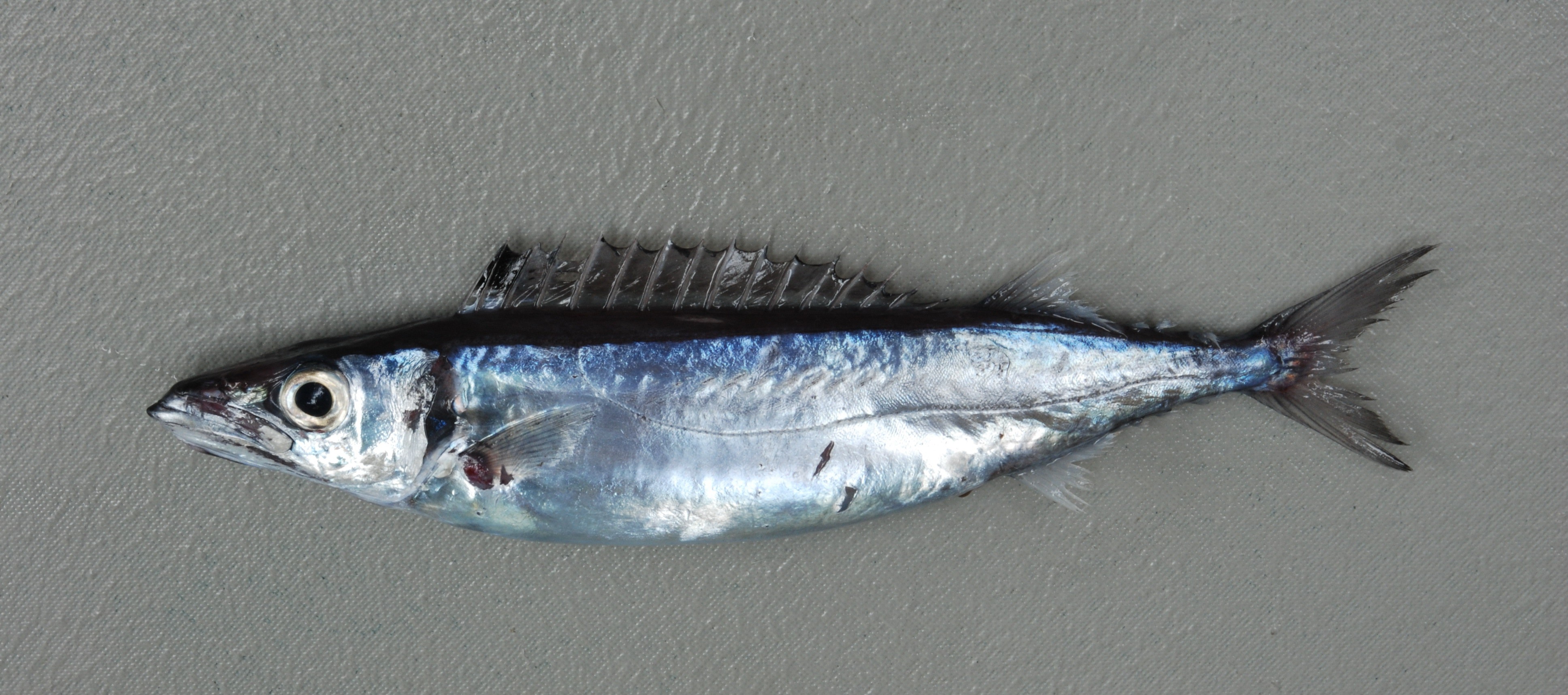 Northern gemfish (Rexea prometheoides) — Gempylidae — 2
