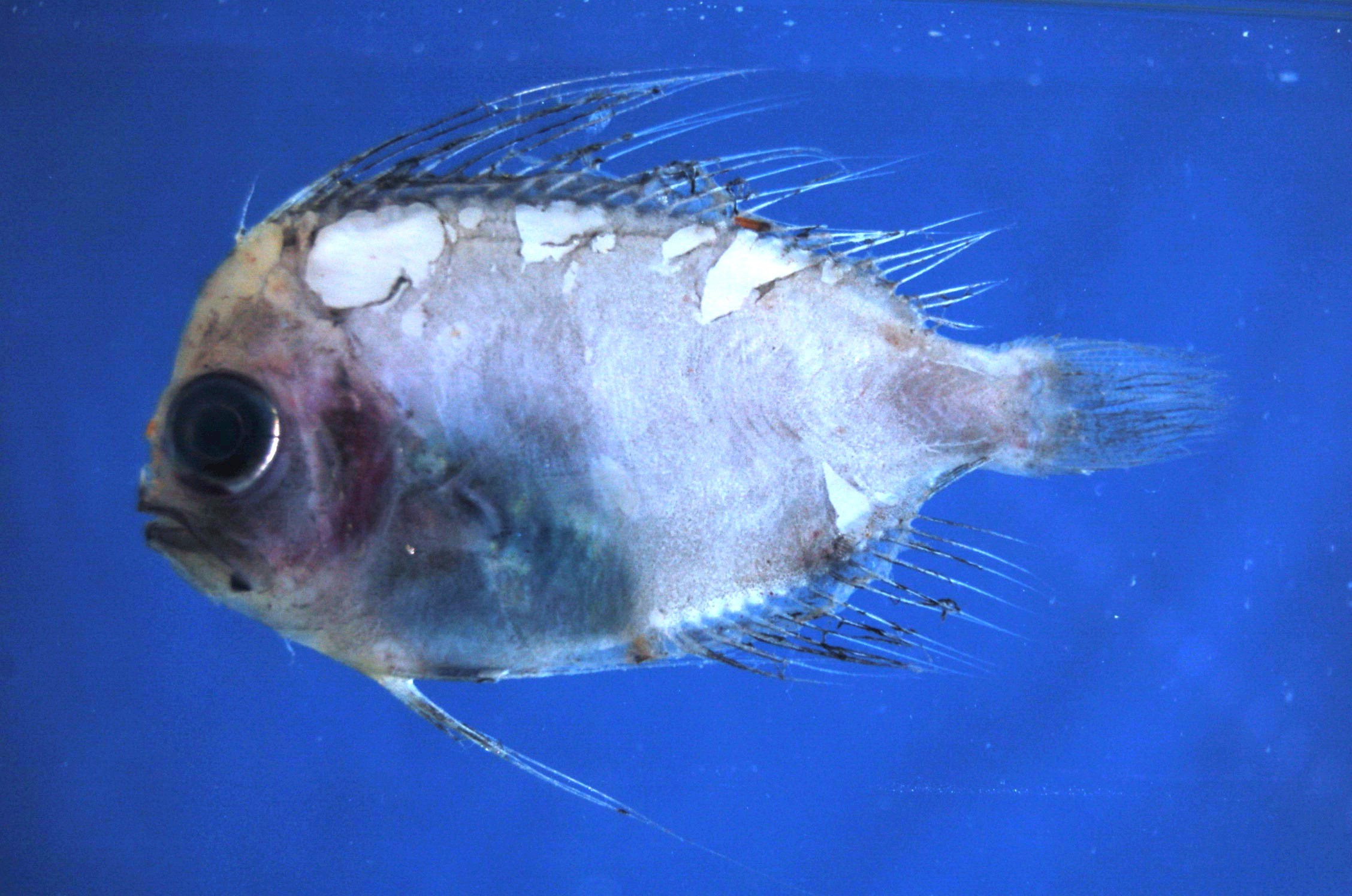 Banded manefish (Caristius fasciatus) — Caristiidae