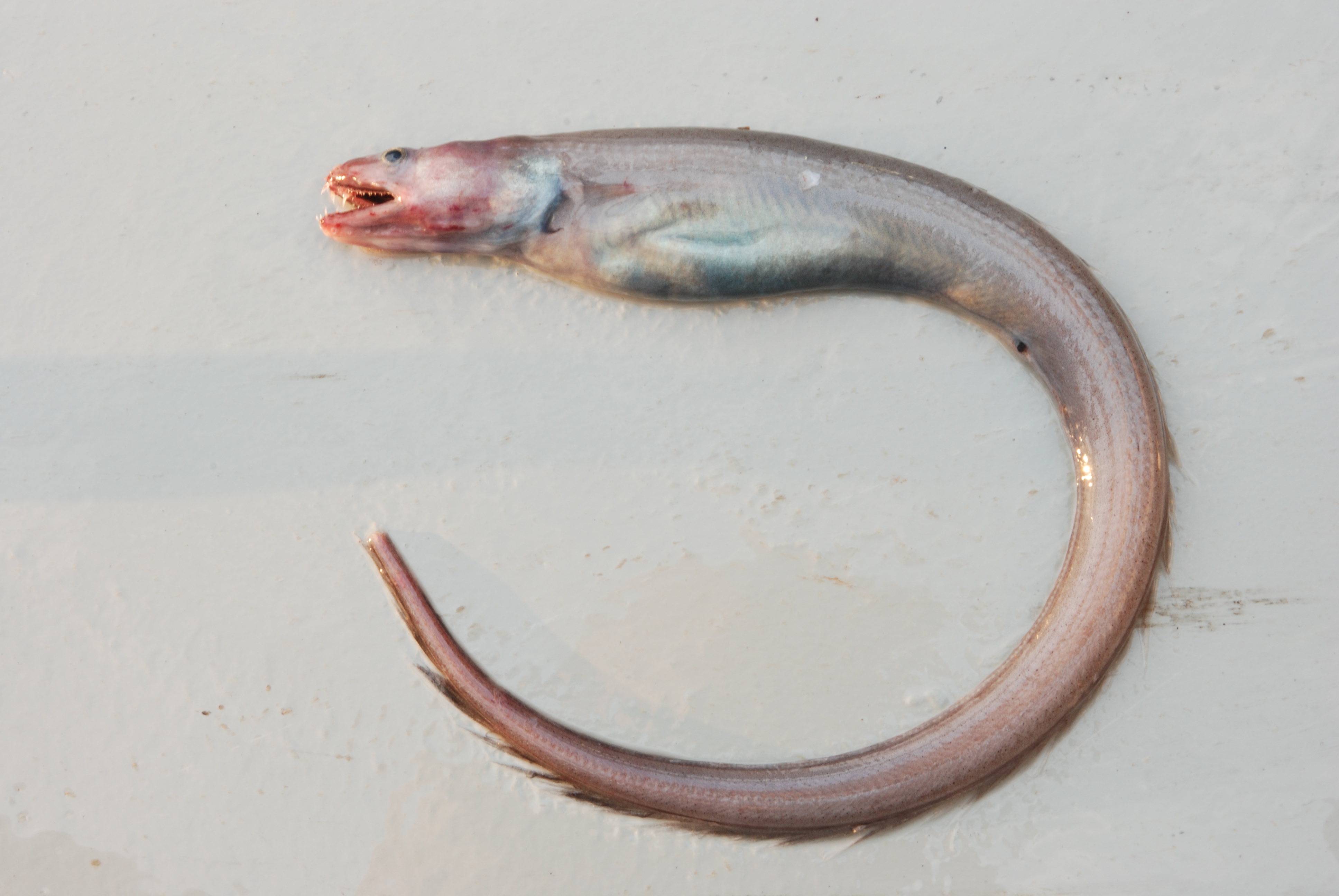 Largetooth conger (Bathyuroconger vicinus) — Congridae