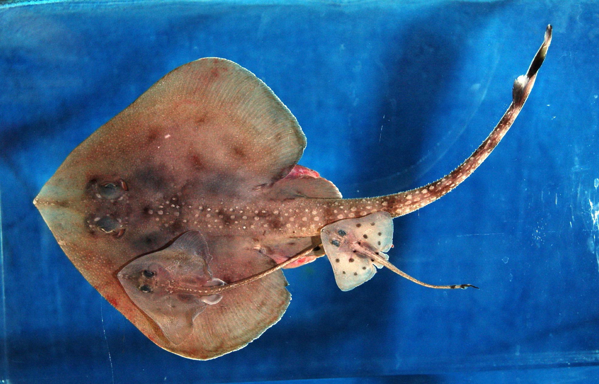 Roughnose leg skate (Cruriraja parcomaculata) — Rajidae — 3