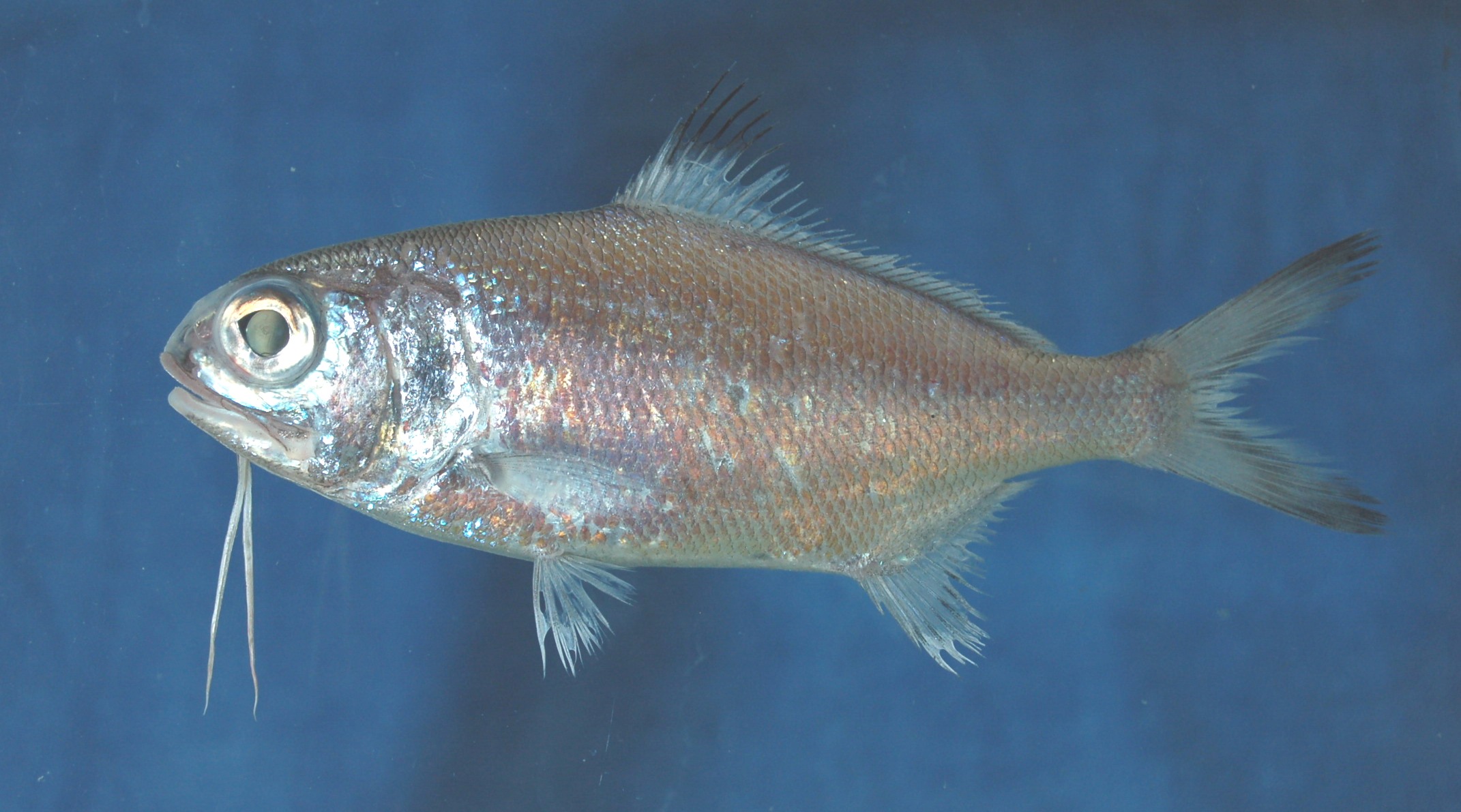 Beardfish (Polymixia berndti) — Polymixiidae