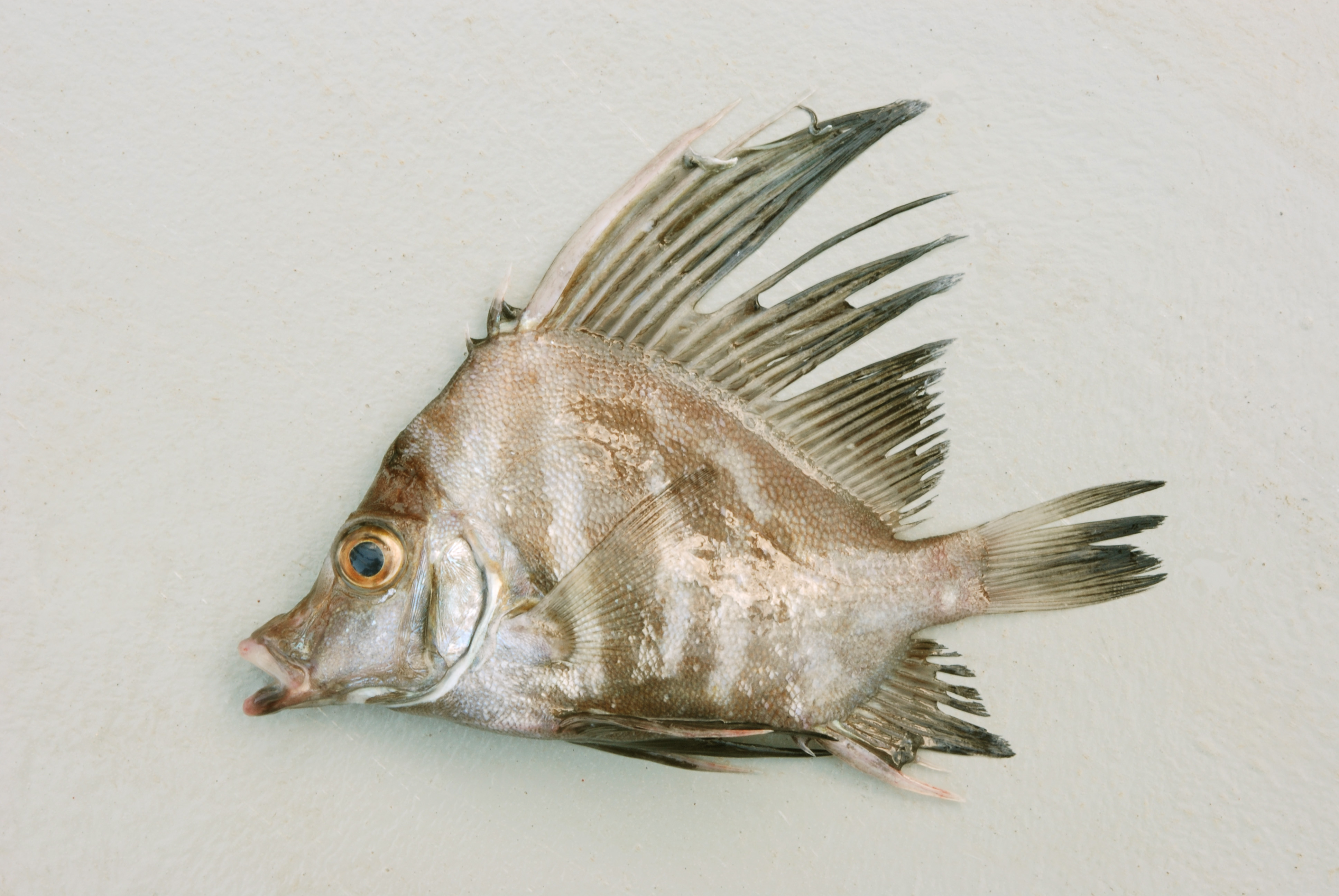 Boarfish (Histiopterus typus) — Pentacerotidae — 5