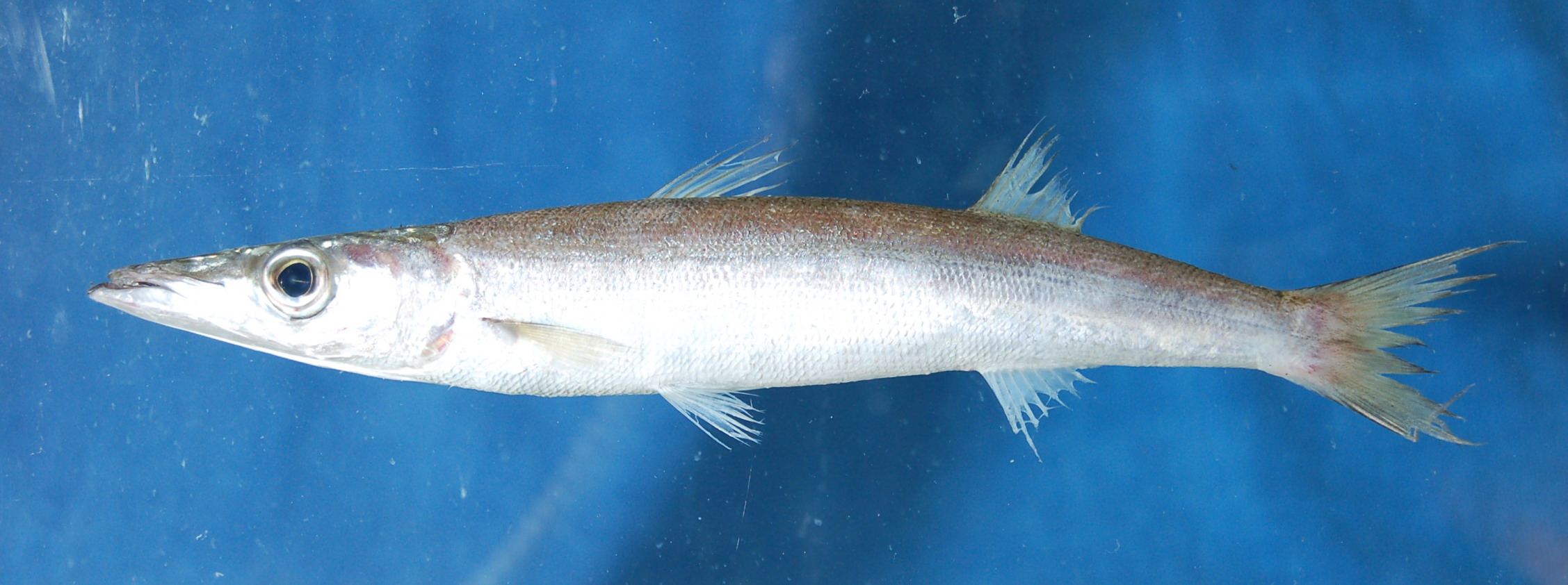 Sharpfin barracuda (Sphyraena acutipinnis) — Sphyraenidae — 5