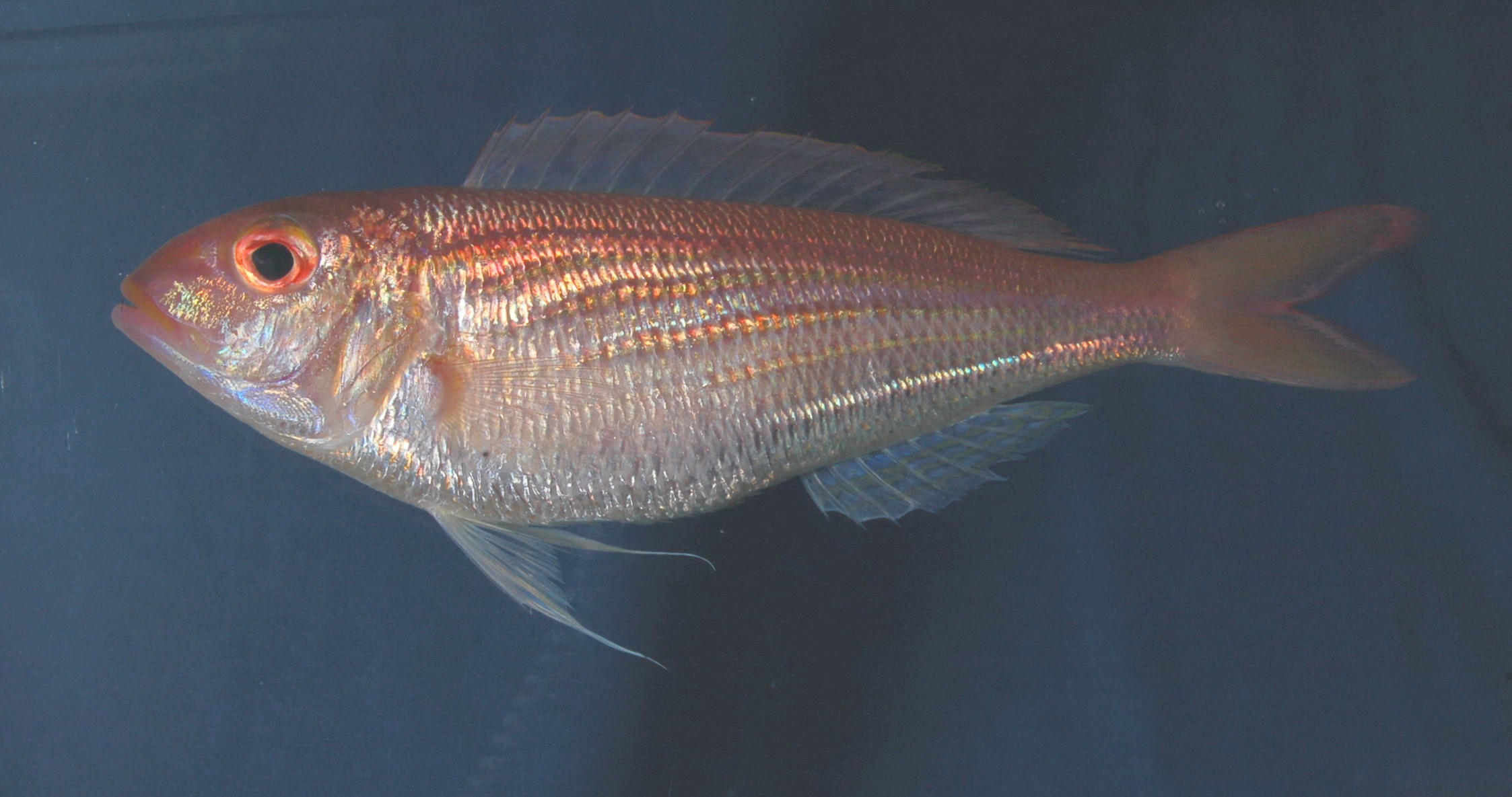 Bleeker's threadfin bream (Nemipterus bipunctatus) — Nemipteridae — 2