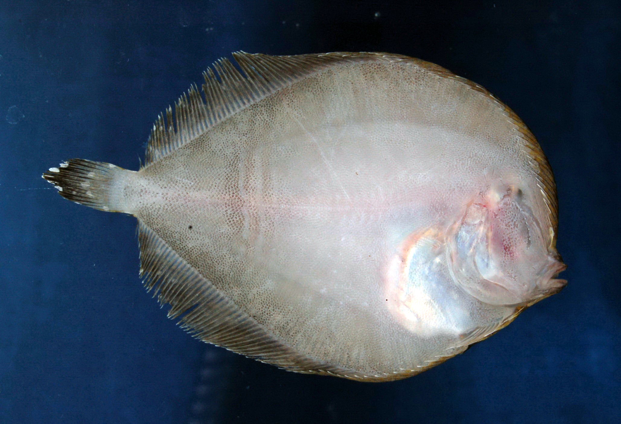 Sterren-tongschar (Bothus myriaster) — Bothidae — 2