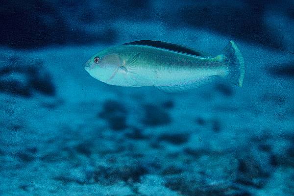 Pelicier's wrasse (Halichoeres pelicieri) — Labridae — 4