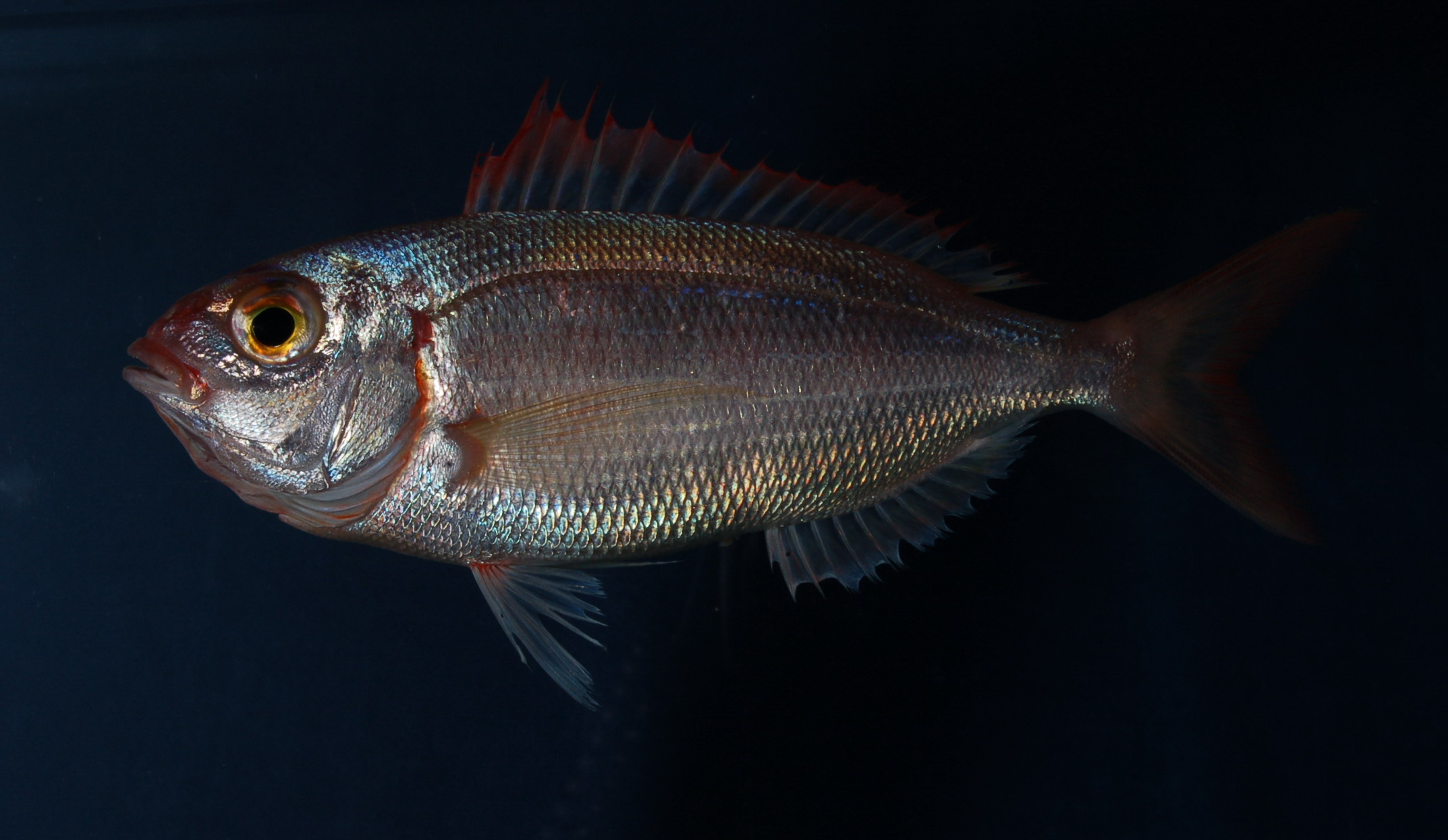 Natal pandora (Pagellus natalensis) — Sparidae — 2