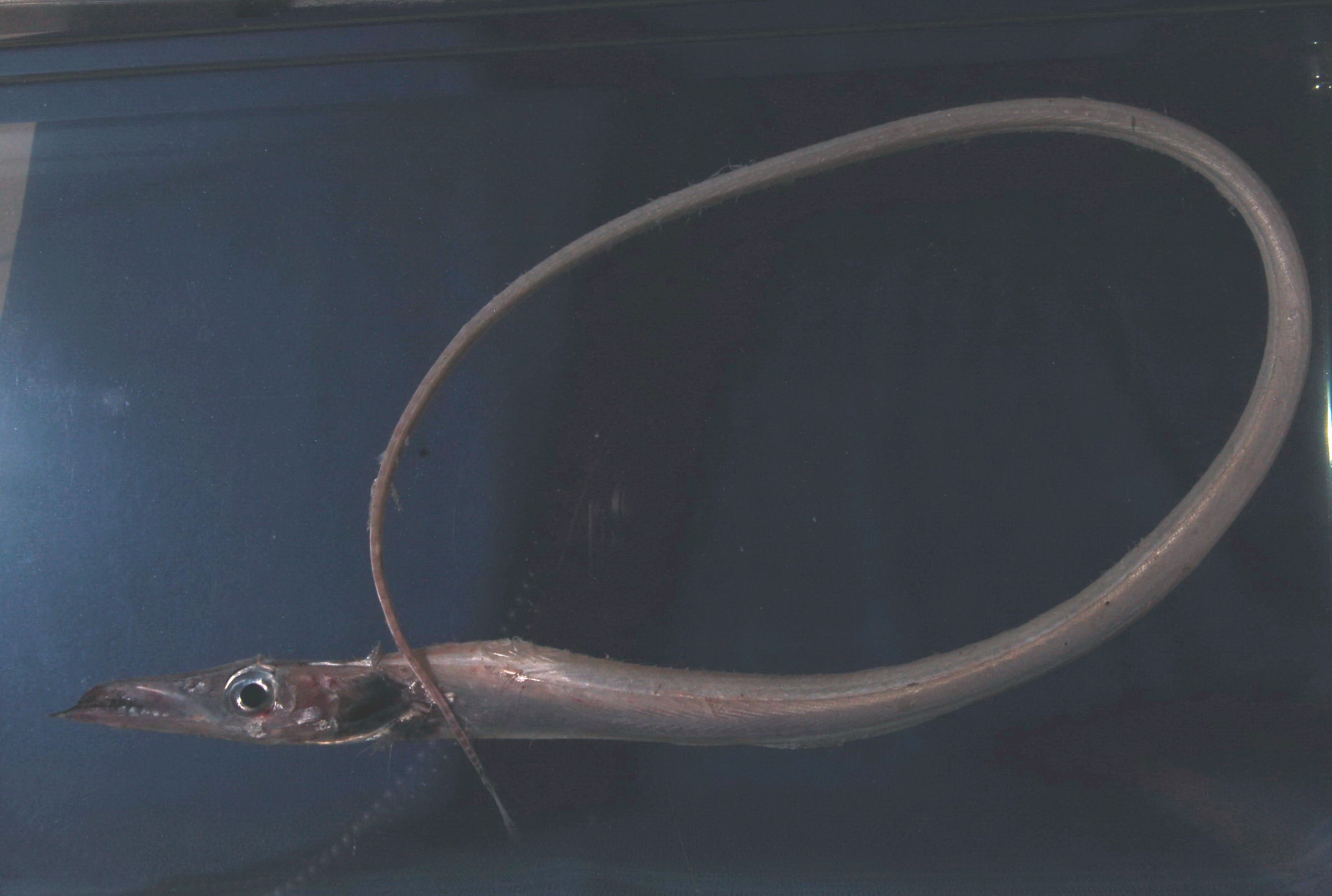 Bigeye scabbard fish (Benthodesmus elongatus) — Trichiuridae